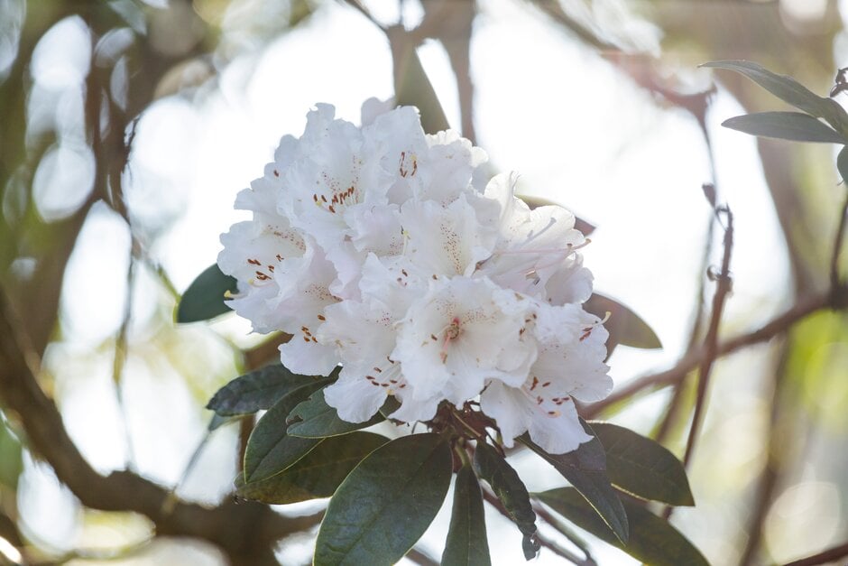 rhododendron 'Rosa Mundi'
