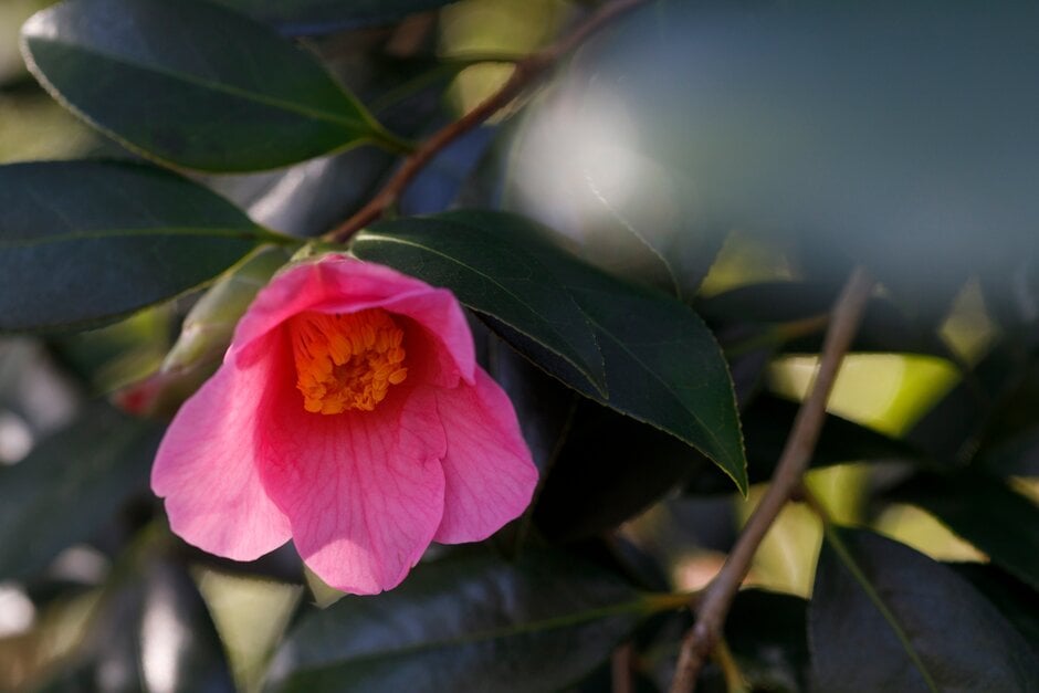 camellia 'Bow Bells'