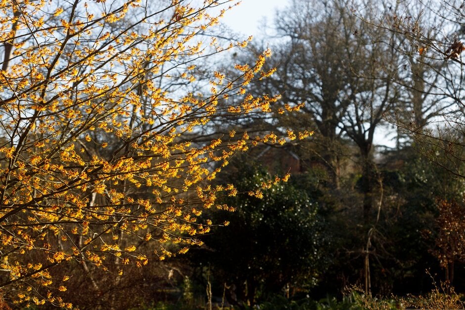 witch hazel 'Orange Peel'
