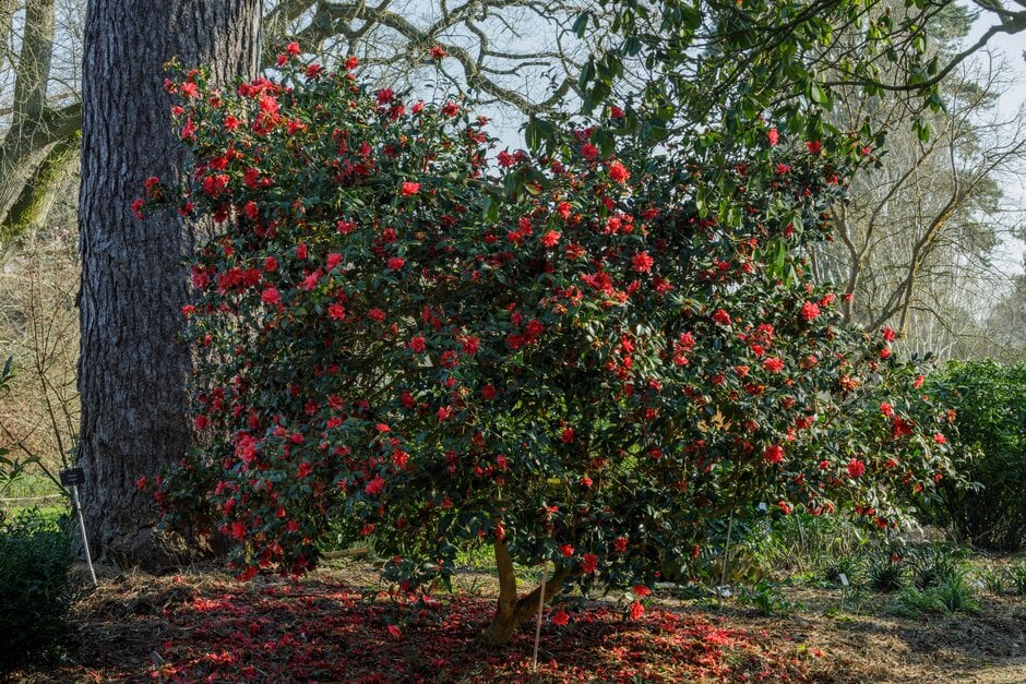 camellia 'Freedom Bell'
