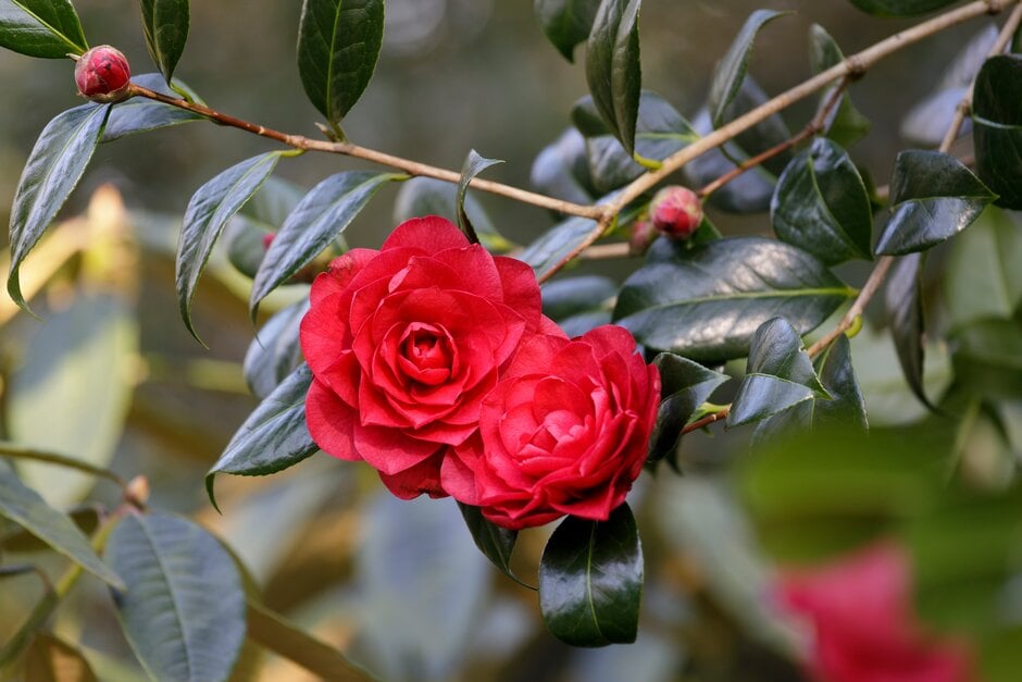camellia 'Les Jury'