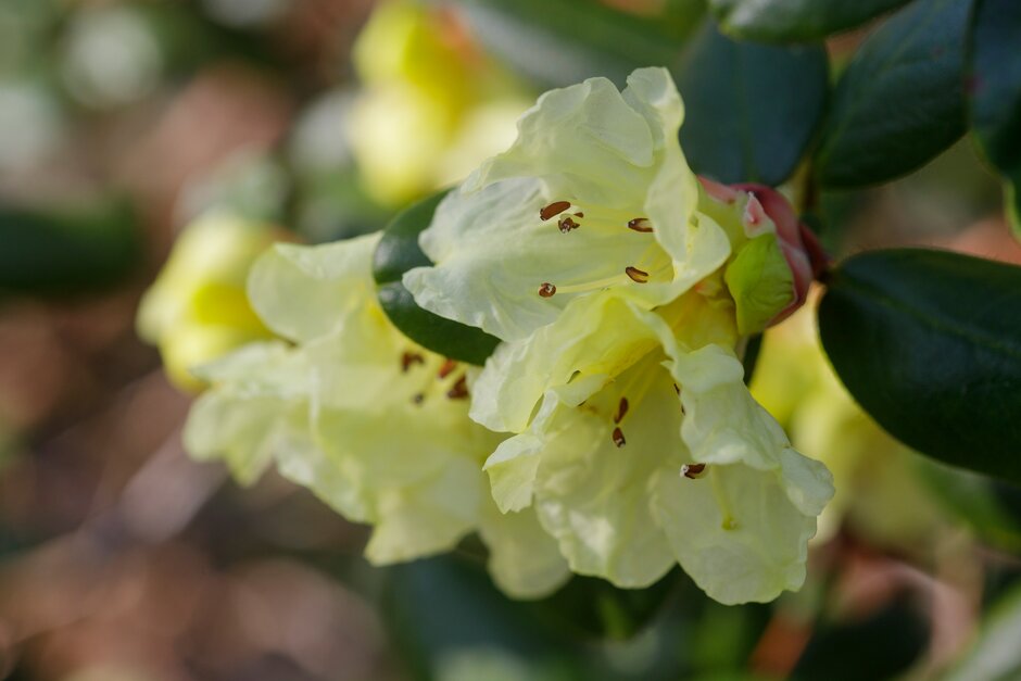<i>Rhododendron</i> Golden Oriole Group
