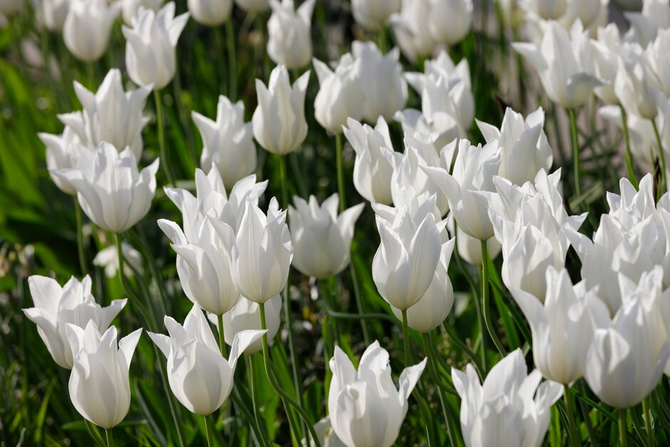 tulip 'White Triumphator'