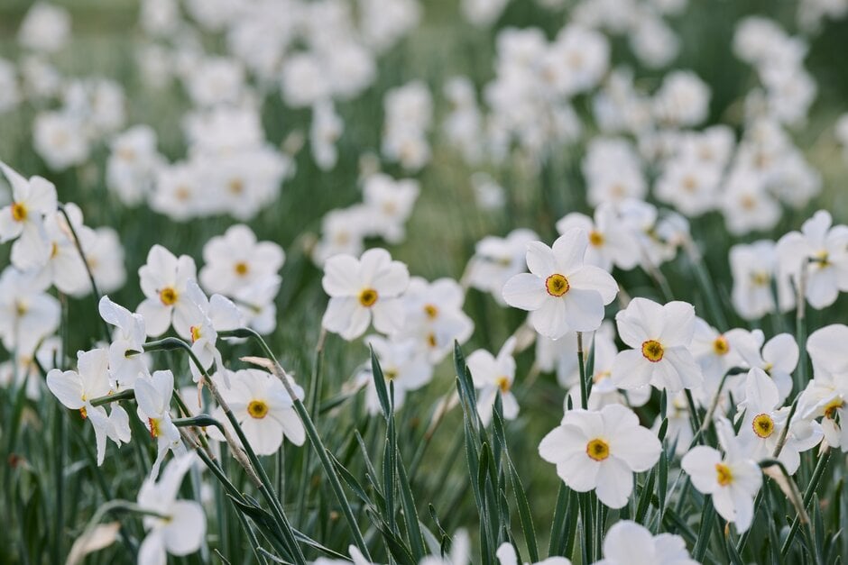 daffodil 'Actaea'