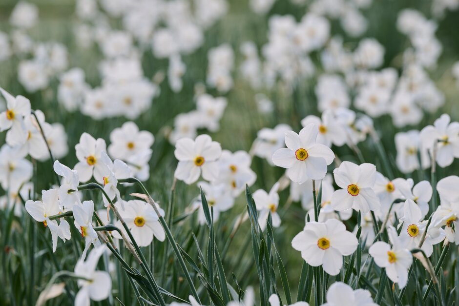 daffodil 'Actaea'