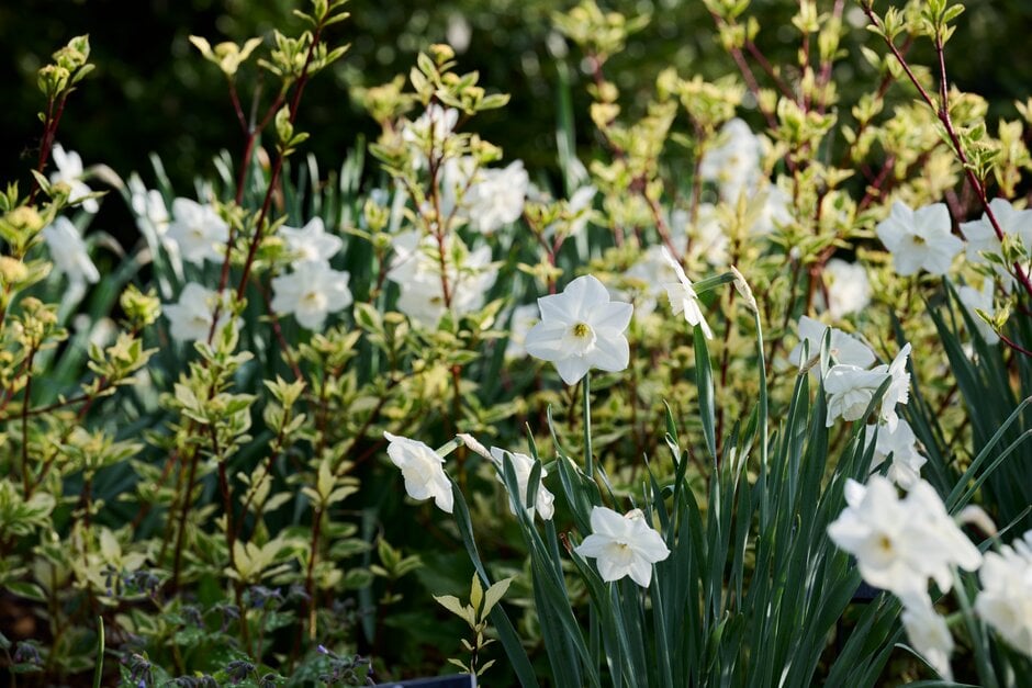 daffodil 'Stainless'