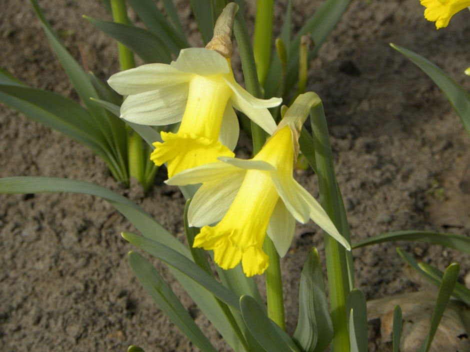 daffodil 'Topolino'