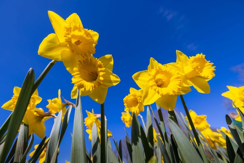 <i>Narcissus</i> 'Hever Castle' (1)