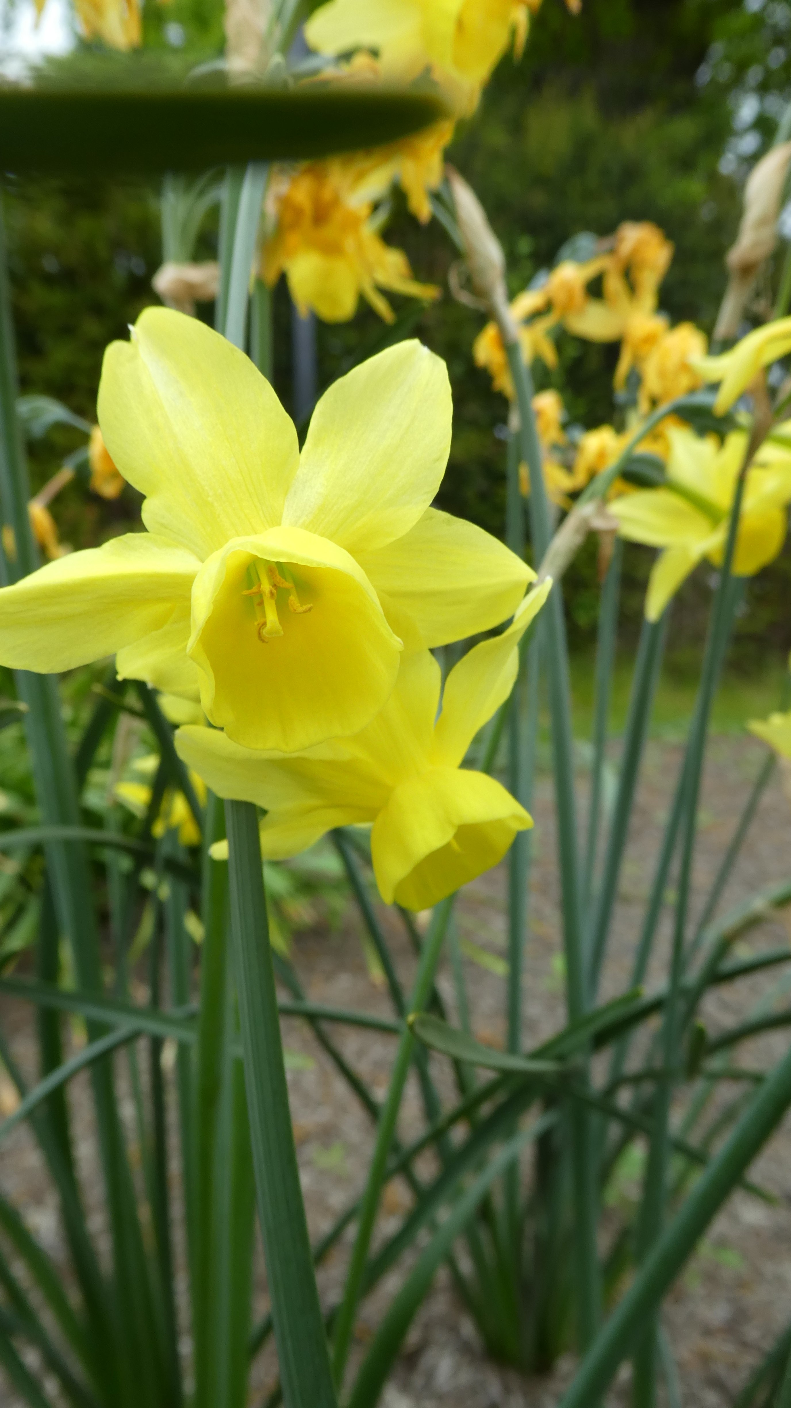 daffodil 'Sunlight Sensation'