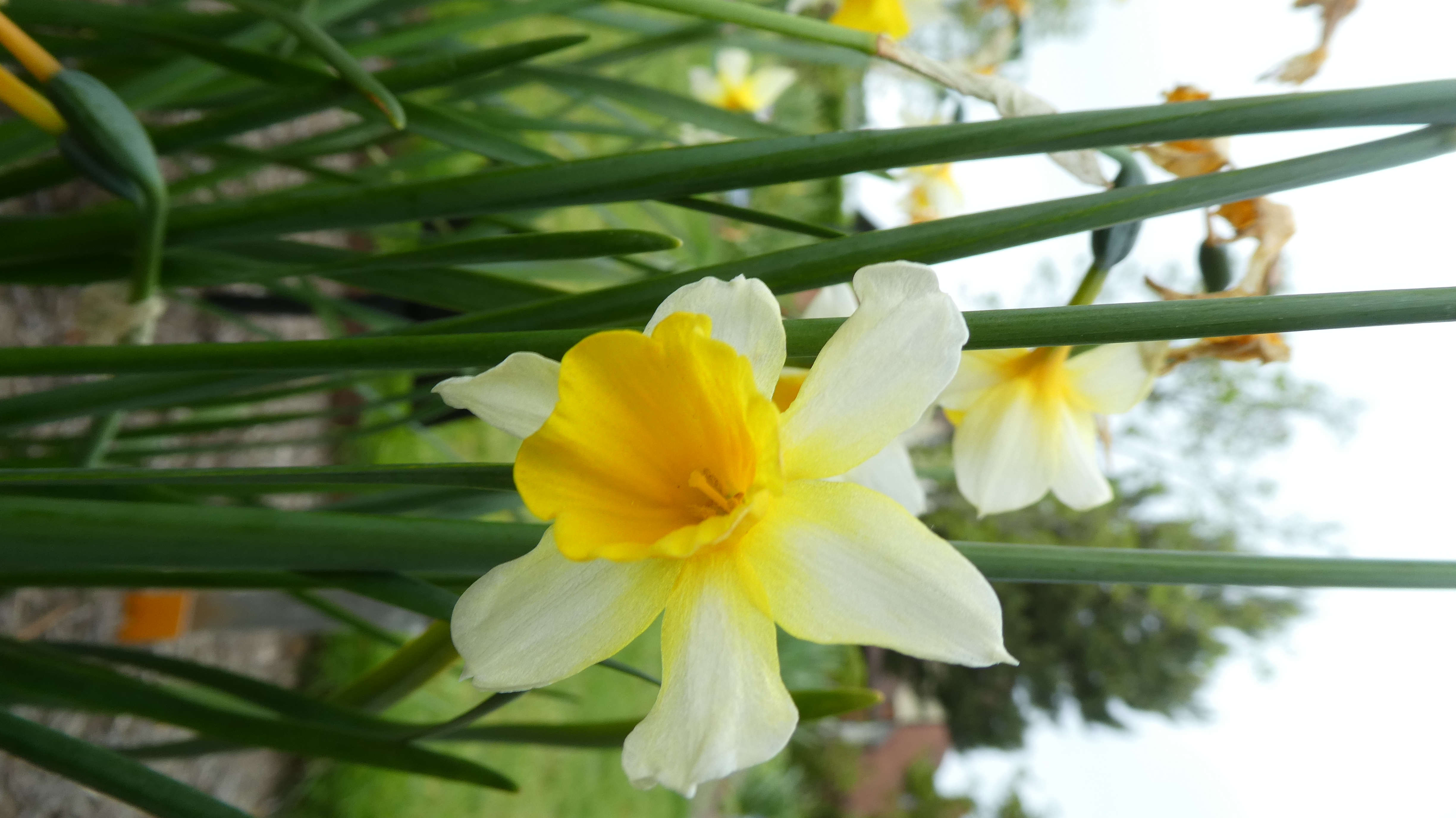 <i>Narcissus</i> 'American Goldfinch' (7)