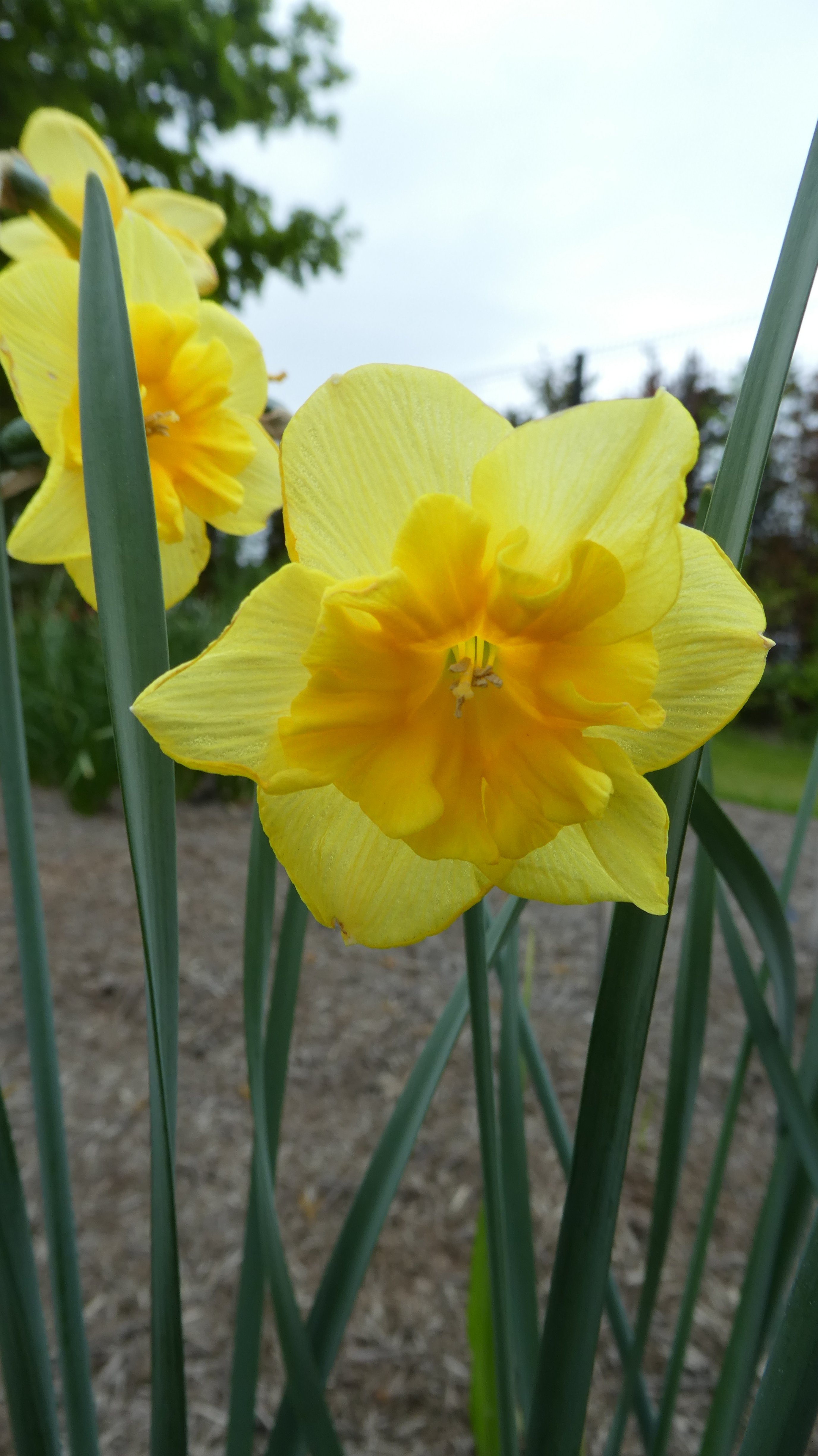 <i>Narcissus</i> 'Minnowlet' (11a)