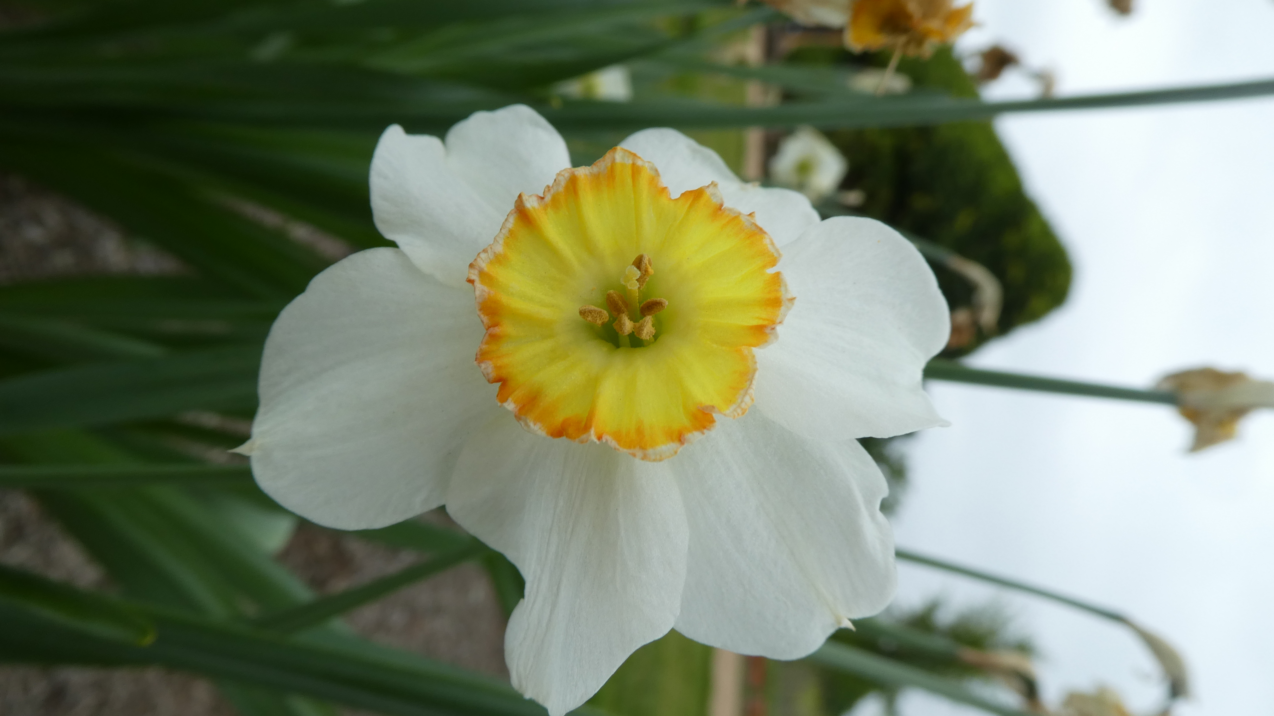 <i>Narcissus</i> 'Upalong' (12)