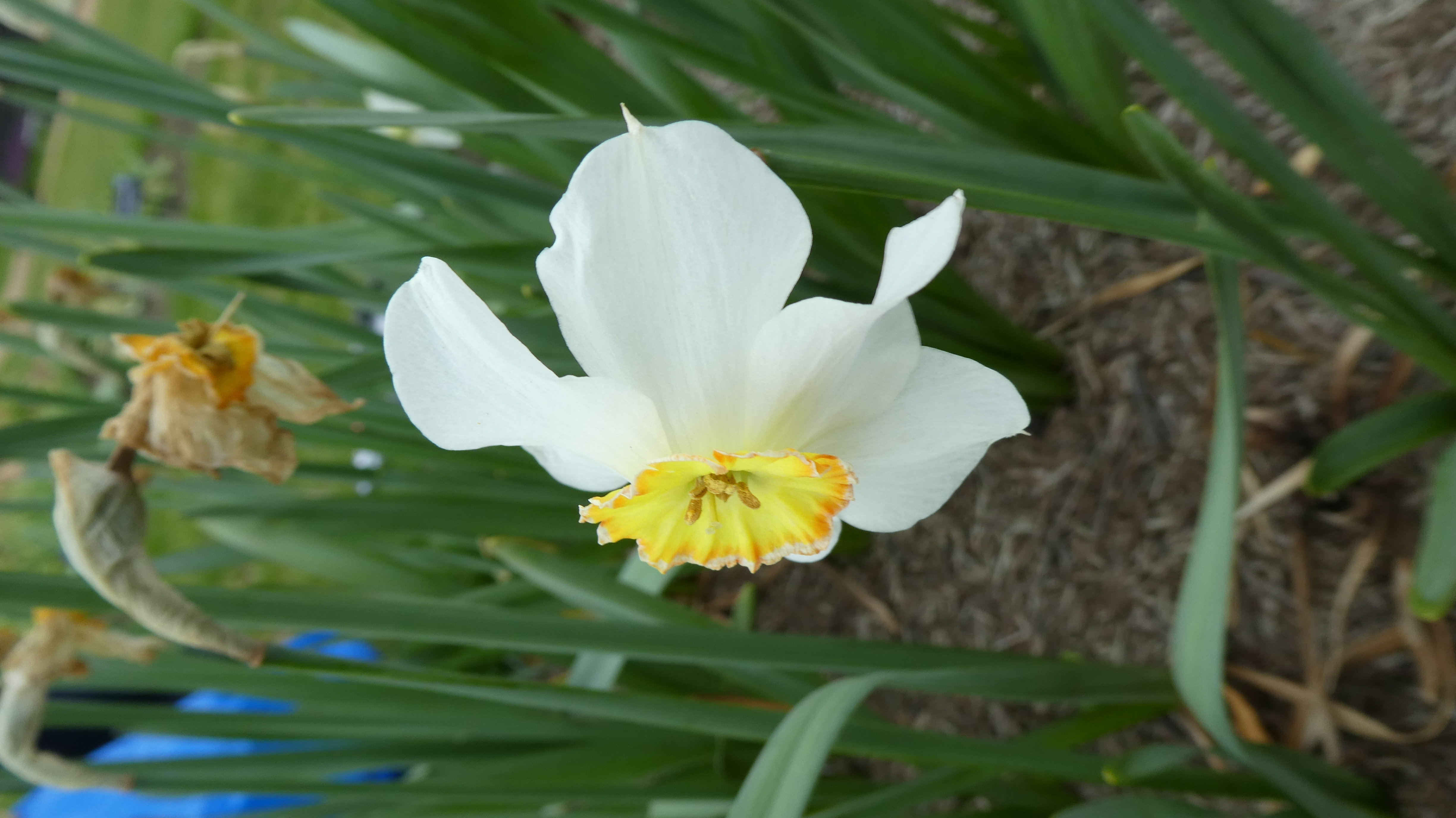 <i>Narcissus</i> 'Upalong' (12)