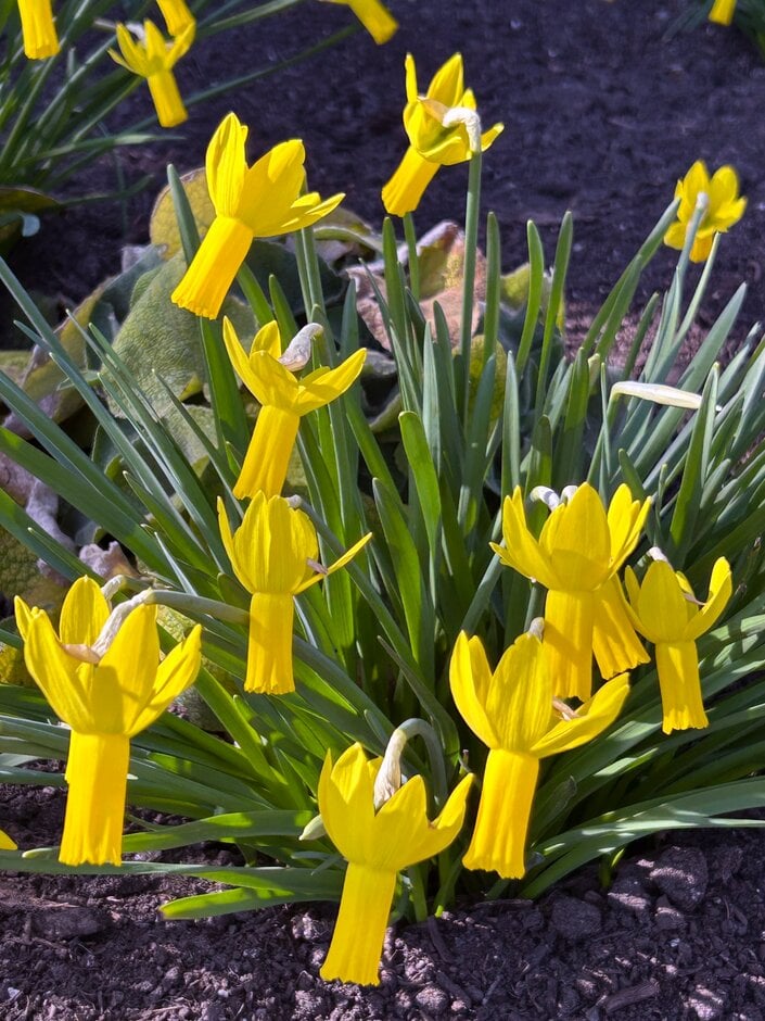 Narcissus cyclamineus (13)