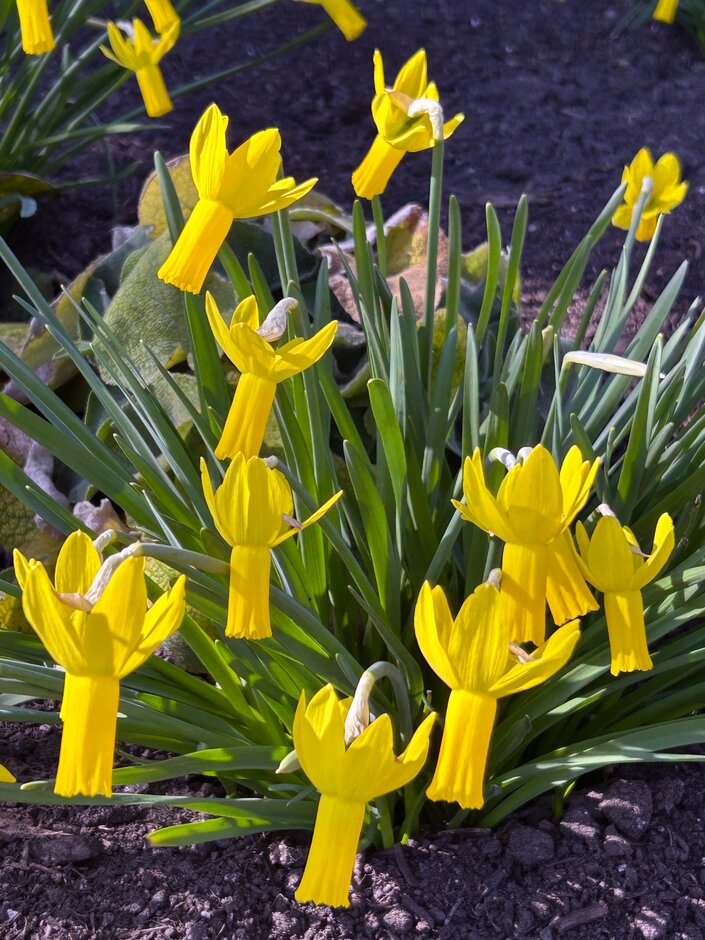 cyclamen-flowered daffodil