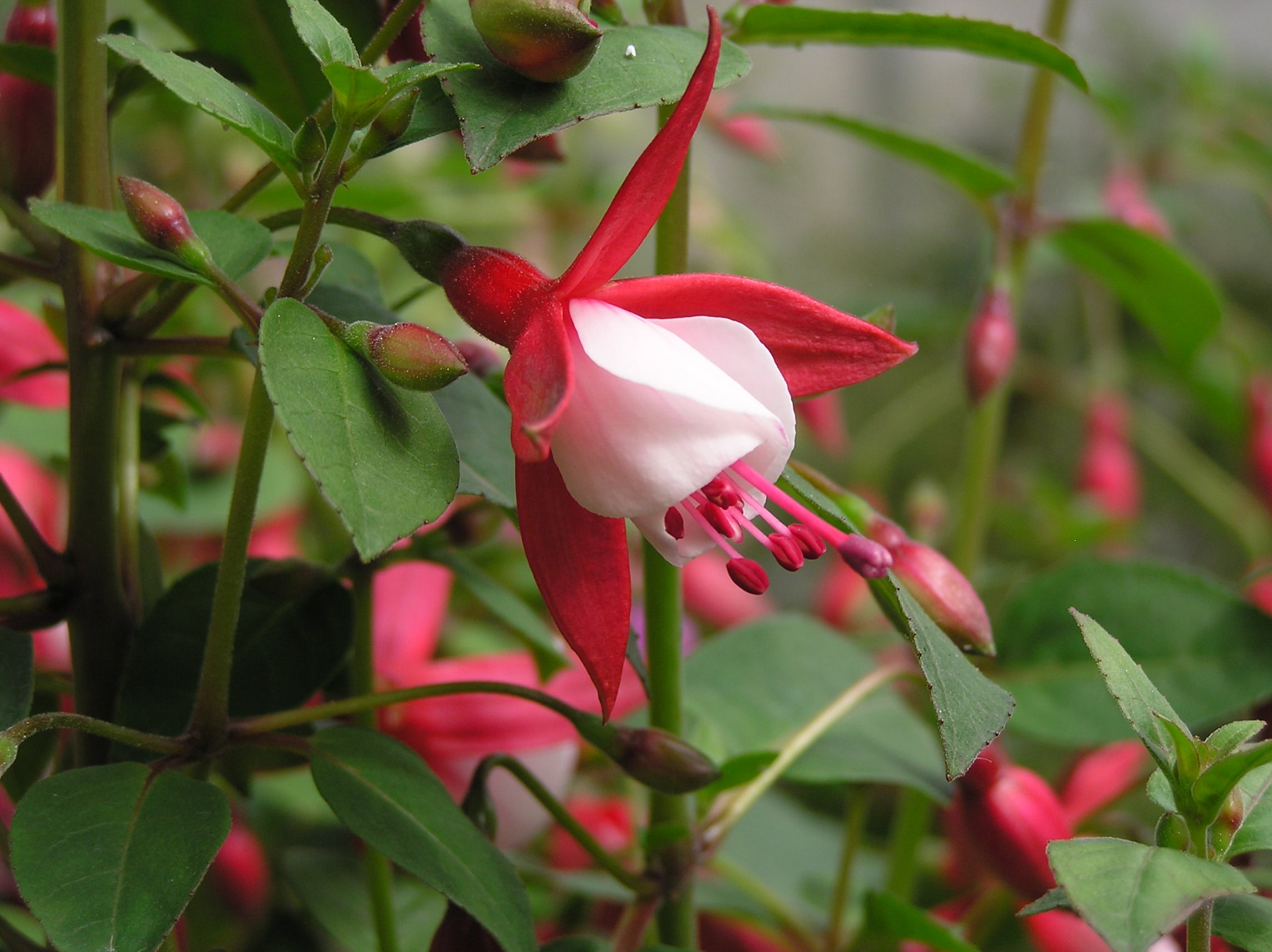 fuchsia 'Nellie Nuttall'