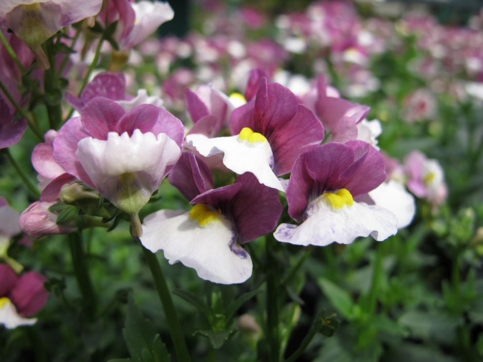 nemesia [Raspberries and Cream]