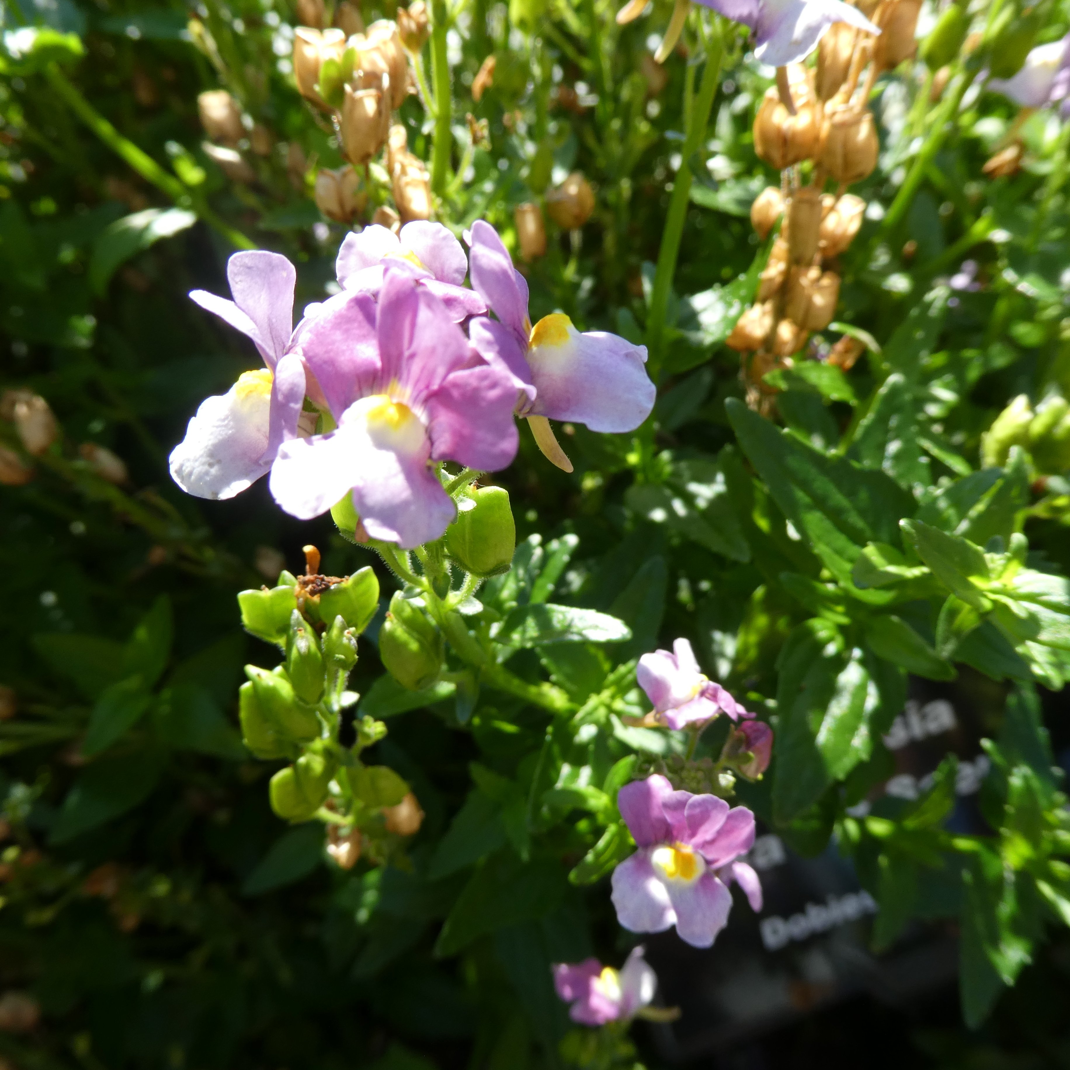 <i>Nemesia</i> 'Heaven Scent'