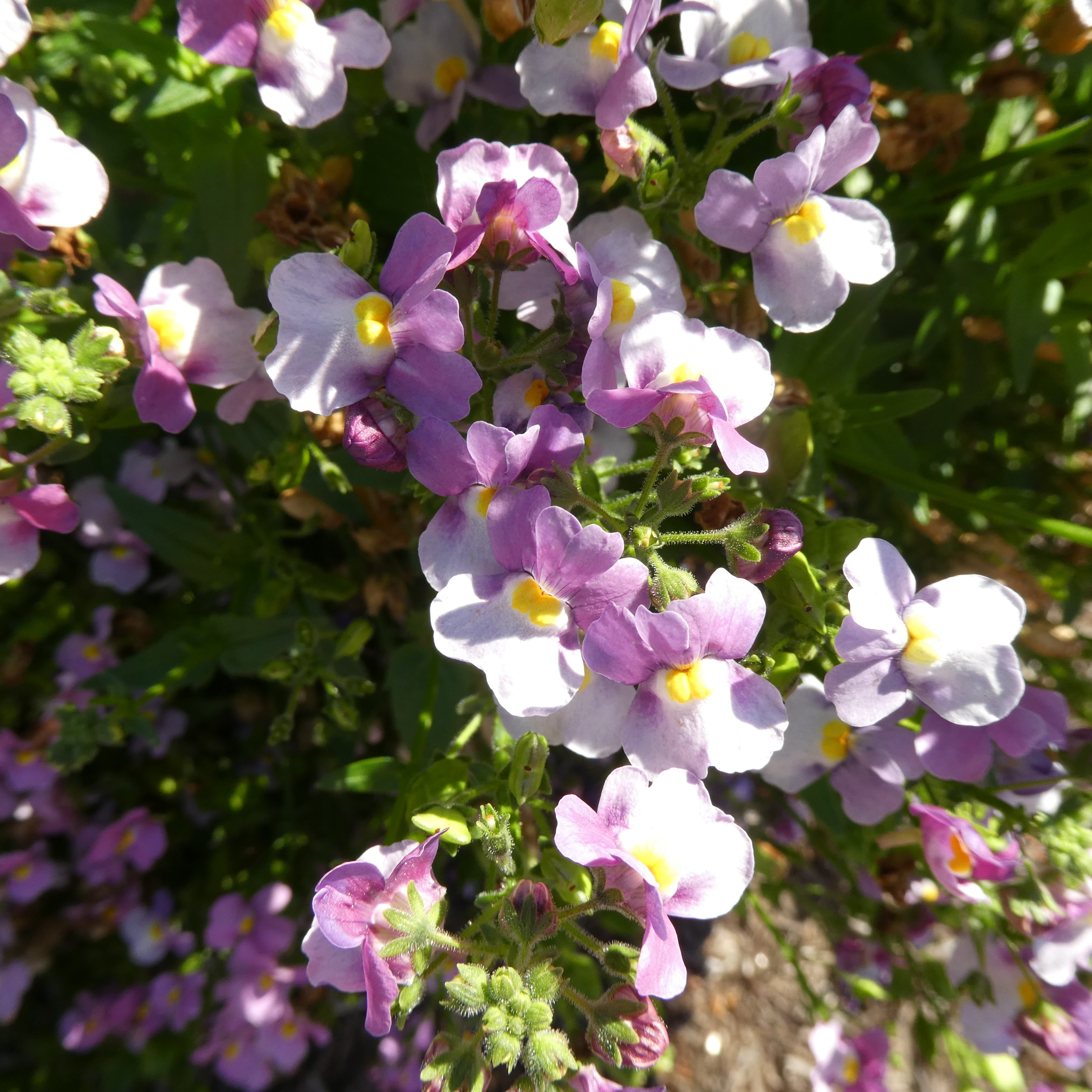 <i>Nemesia</i> 'Heaven Scent'