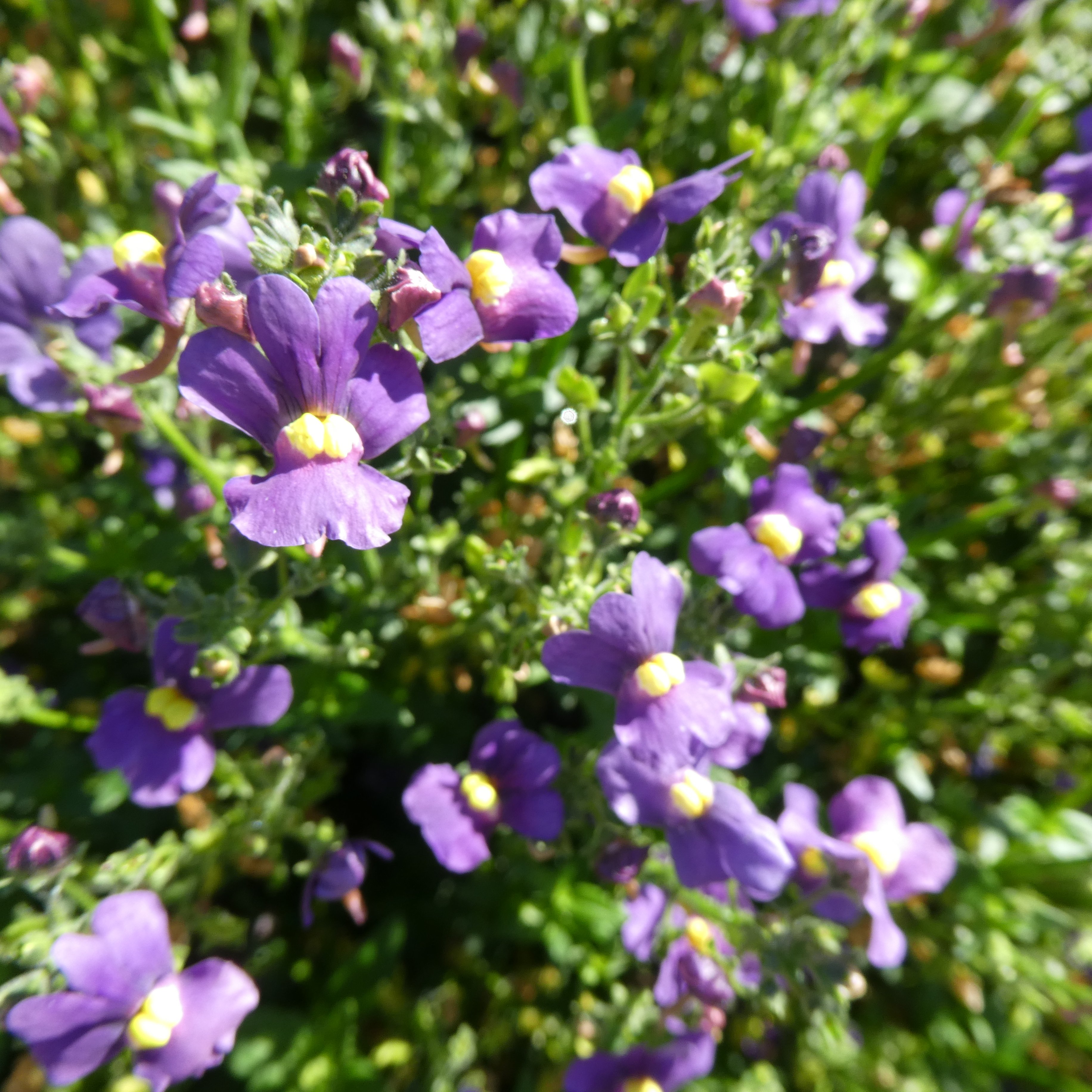 <i>Nemesia</i> 'Heaven Scent'