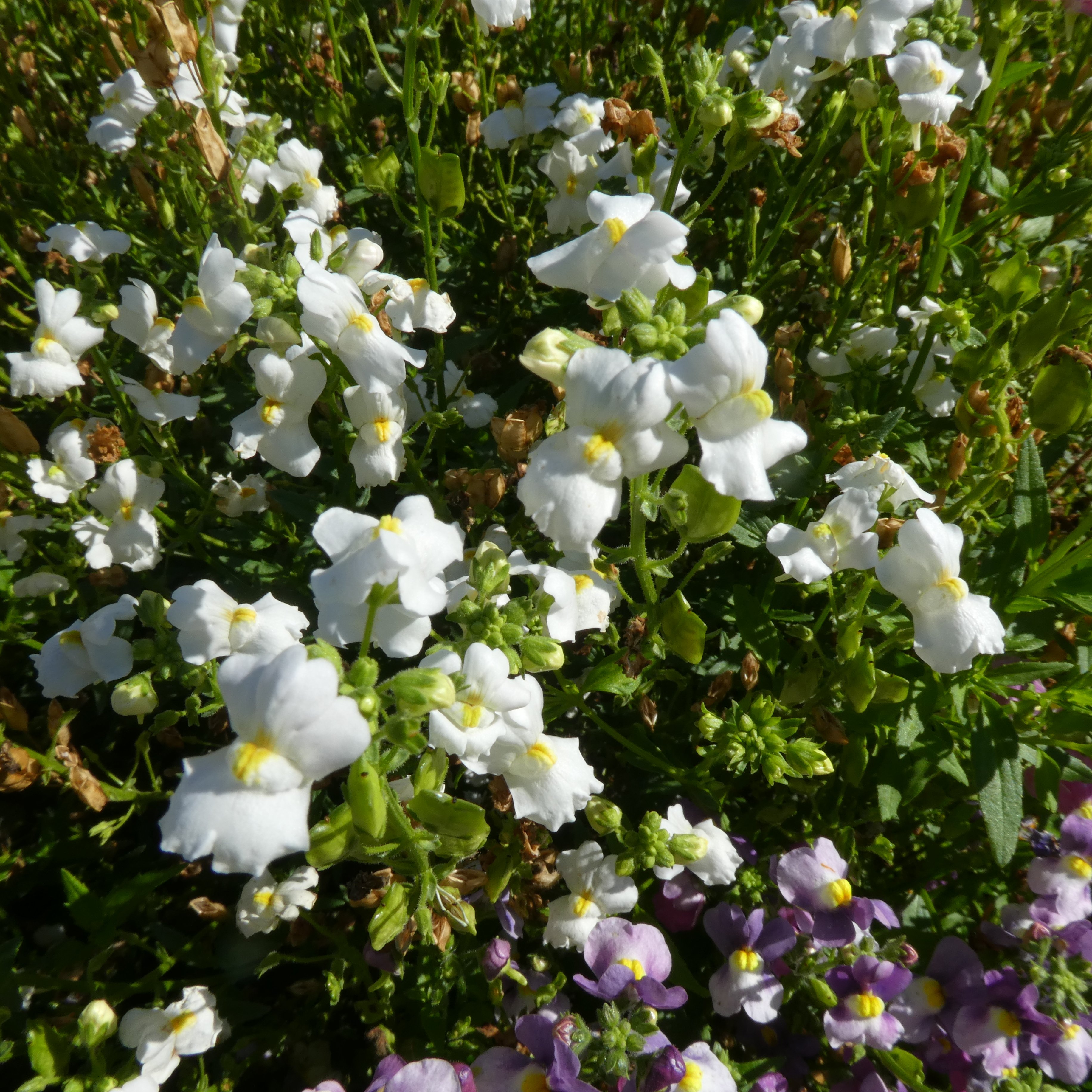 <i>Nemesia</i> 'Heaven Scent'