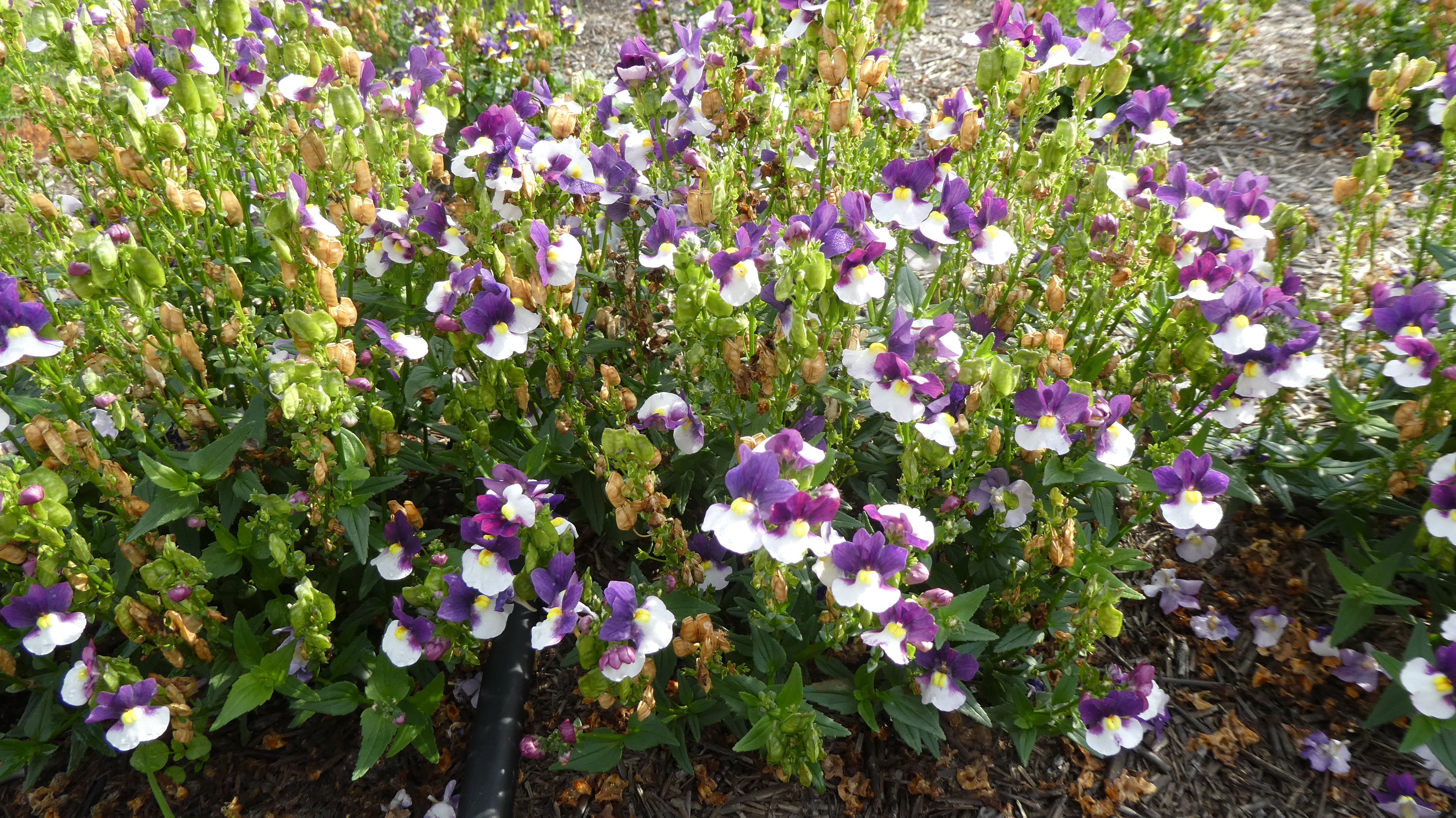 <i>Nemesia</i> [<span style="font-variant: small-caps;">Sunpeddle Plum White Bicolour</span>] (Sunpeddle Series)