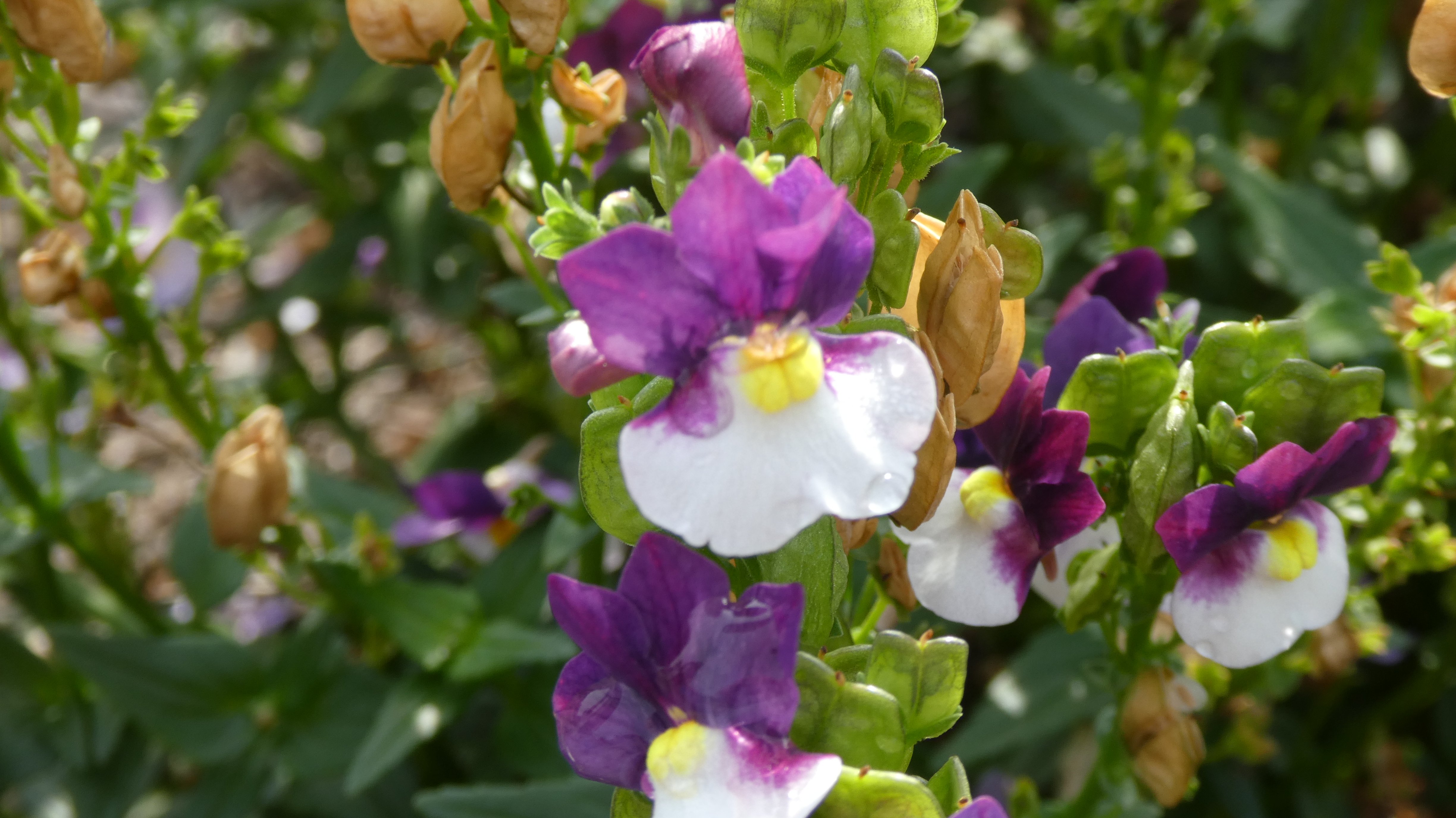 <i>Nemesia</i> [<span style="font-variant: small-caps;">Sunpeddle Plum White Bicolour</span>] (Sunpeddle Series)