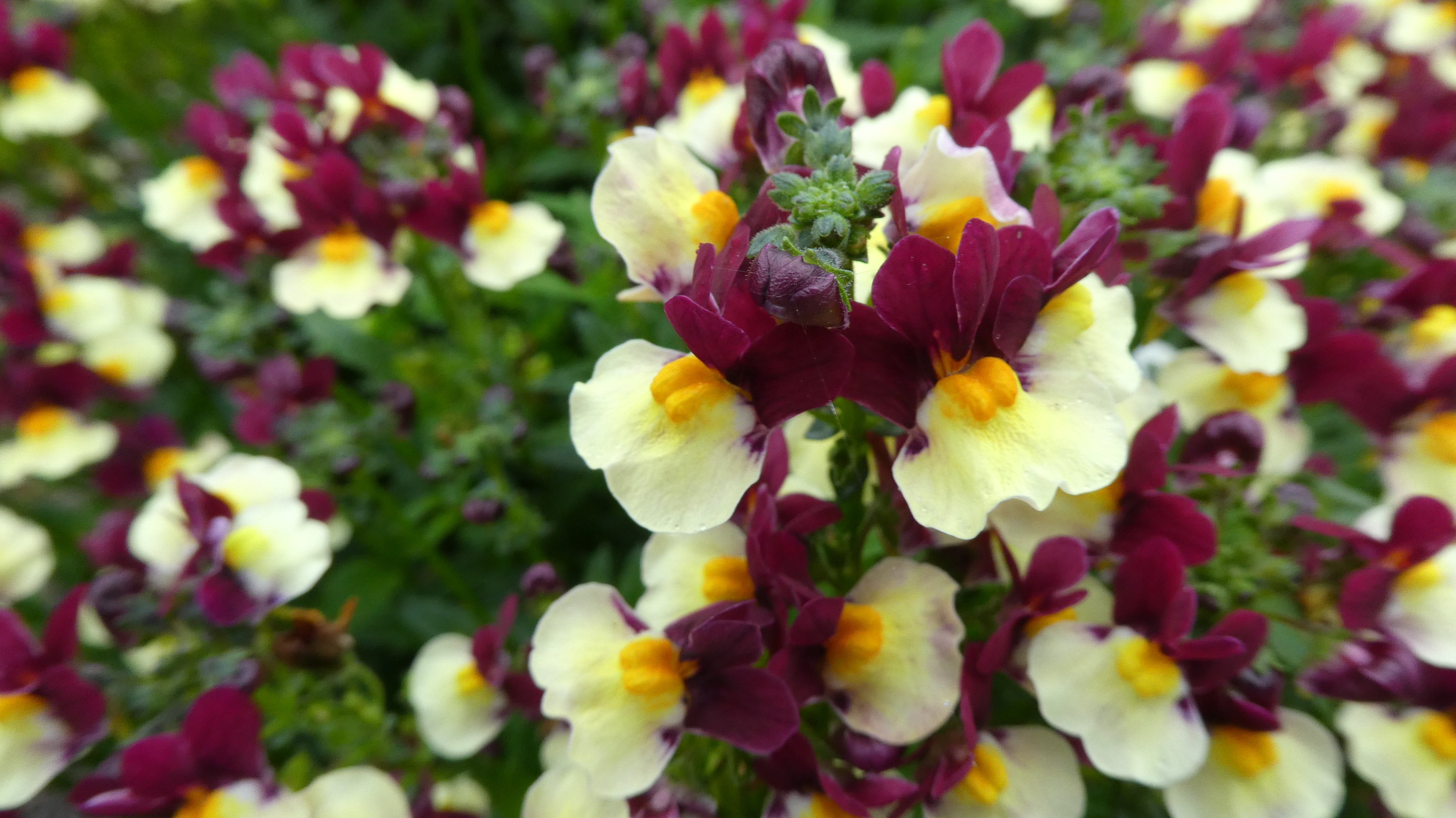 <i>Nemesia</i> [<span style="font-variant: small-caps;">Escential Raspberry Lemonade</span>] ('Penyz95') (Escential Series)