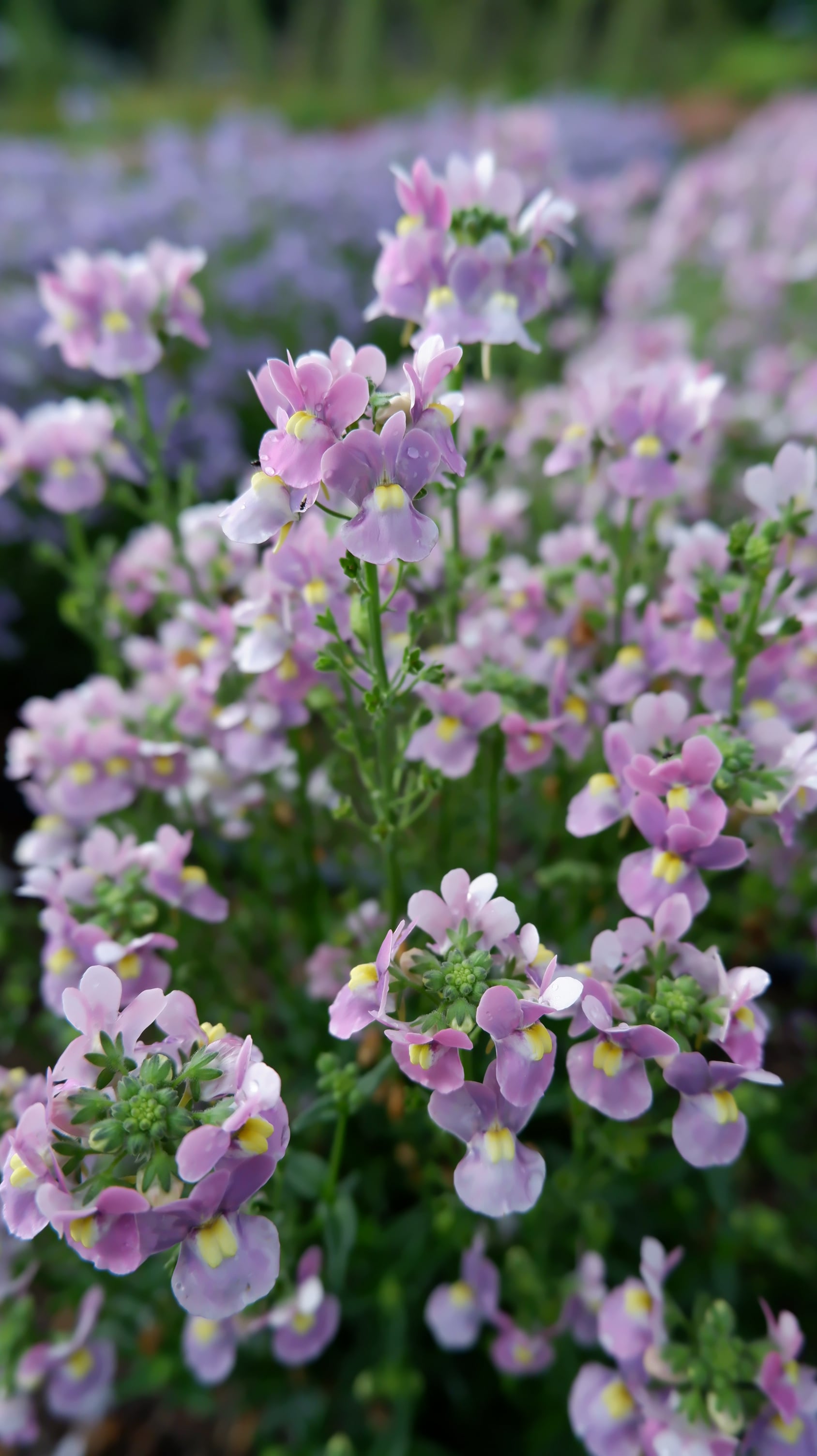 <i>Nemesia</i> 17-103-9
