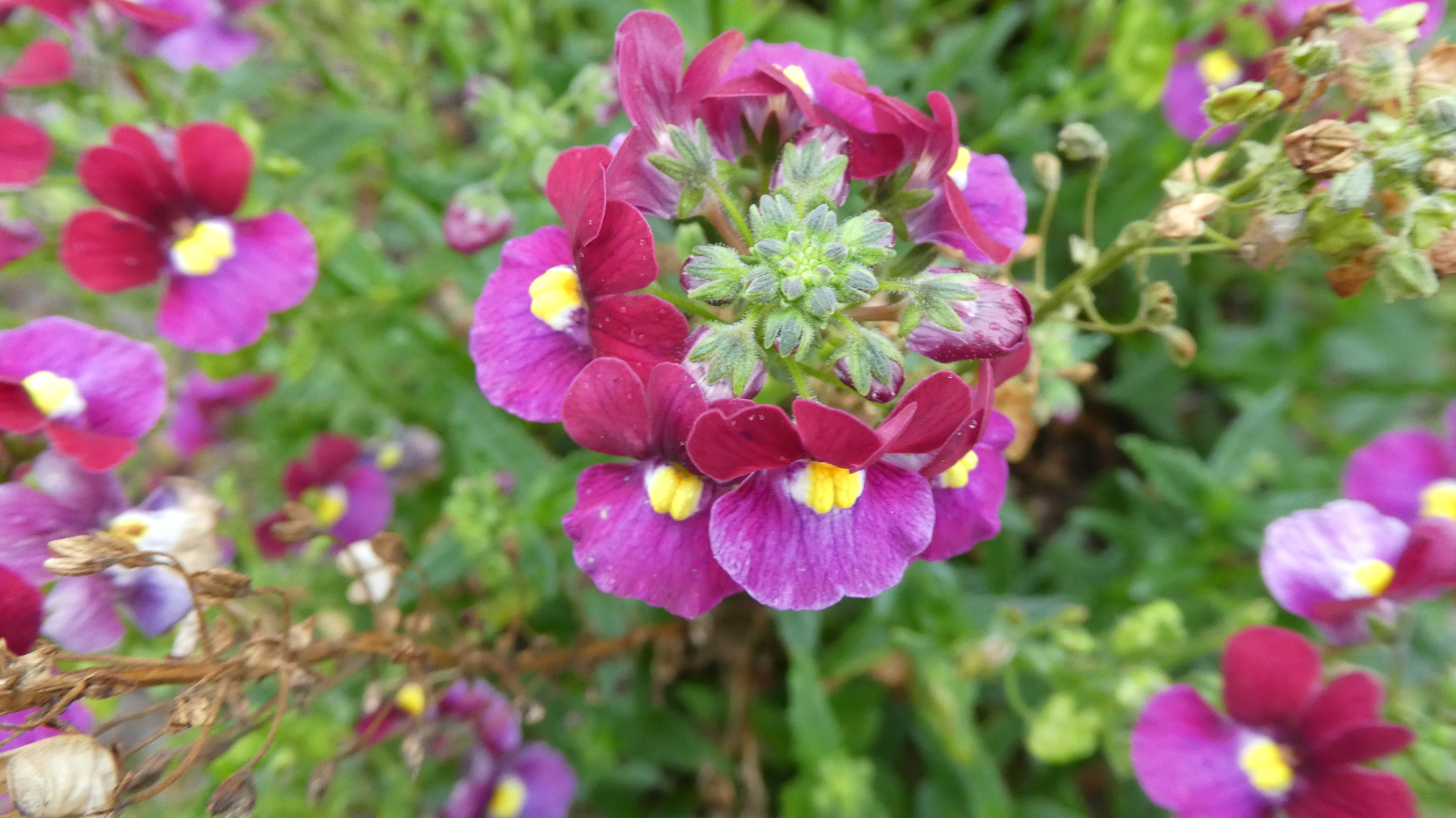 <i>Nemesia</i> [<span style="font-variant: small-caps;">Mareto Burgundy & Rose</span>] (Mareto Series)