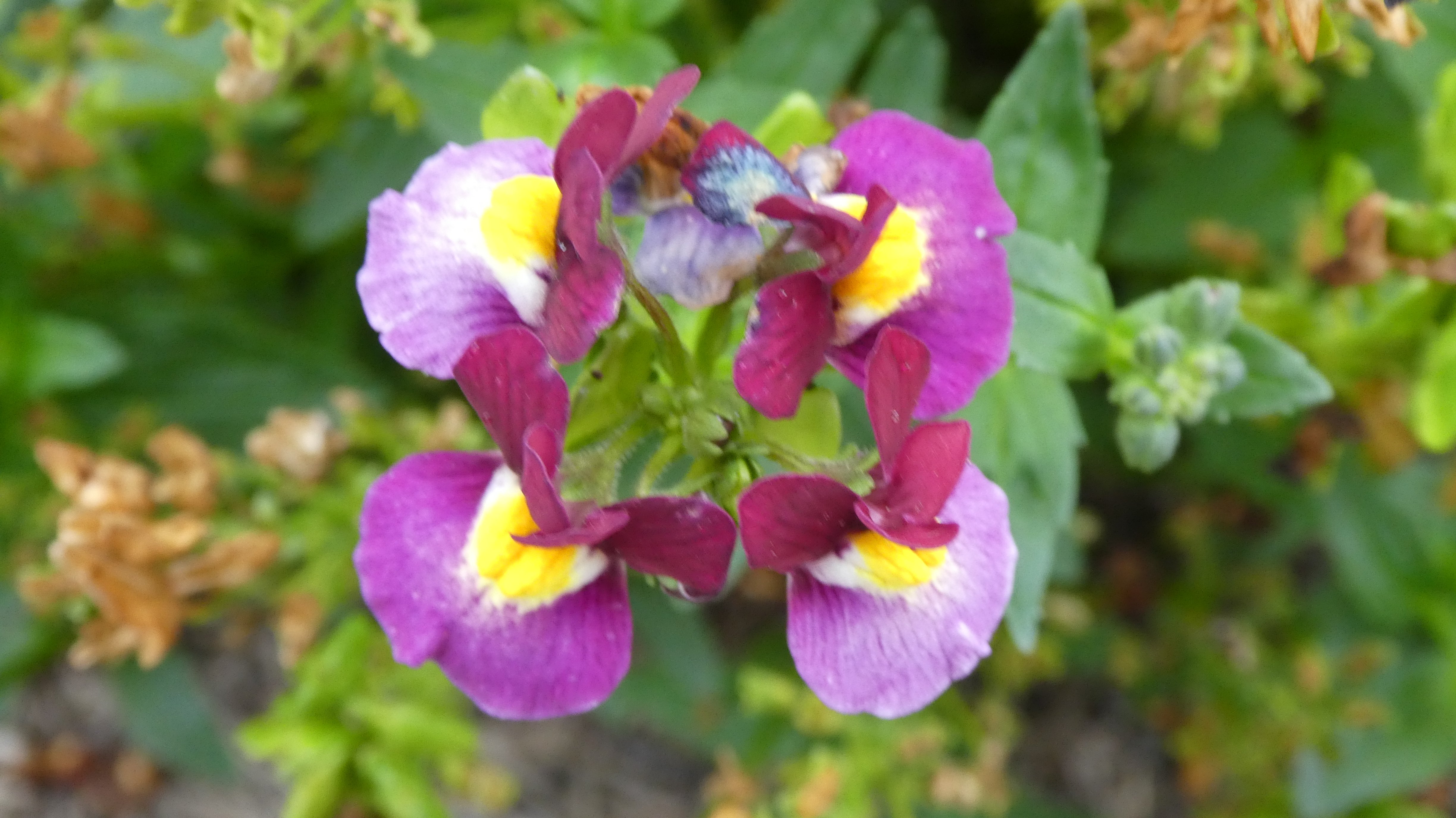 <i>Nemesia</i> 01921