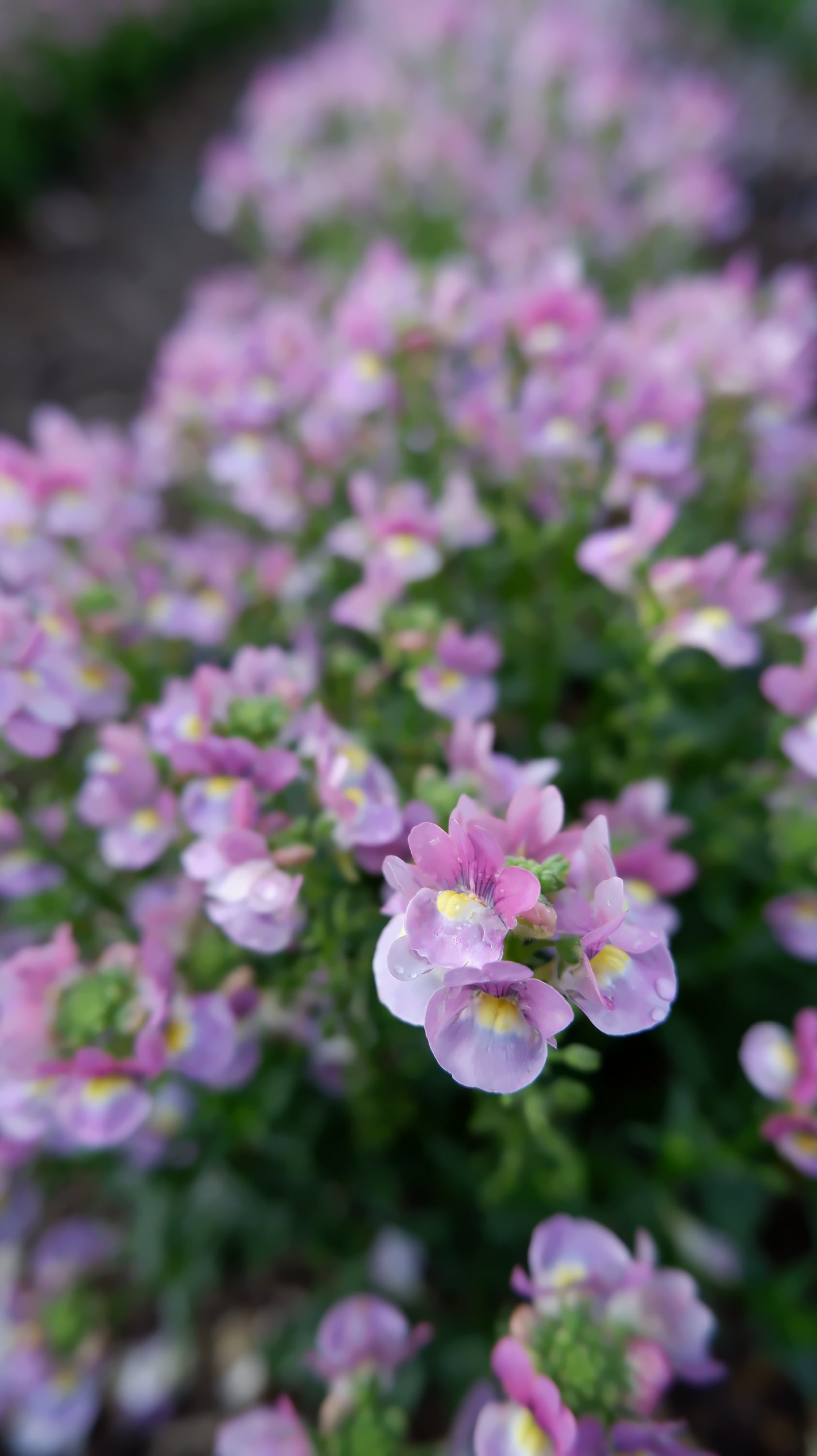 <i>Nemesia</i> 19-249-1