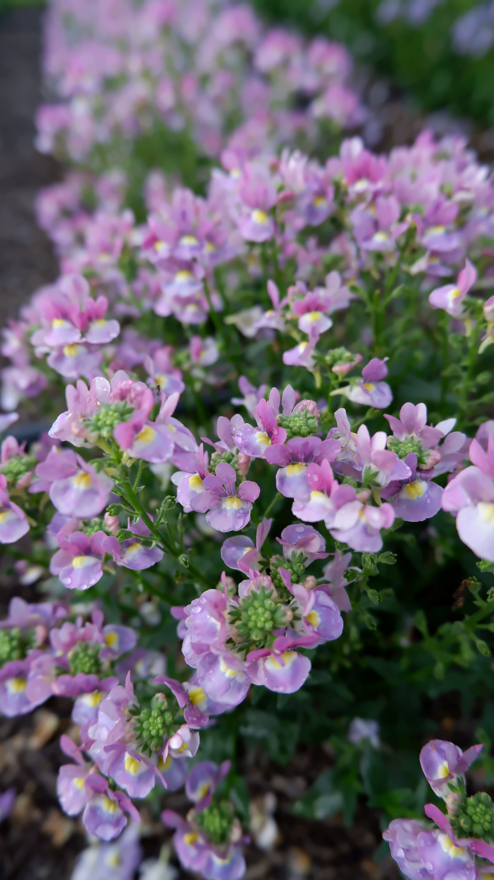 <i>Nemesia</i> 19-249-1