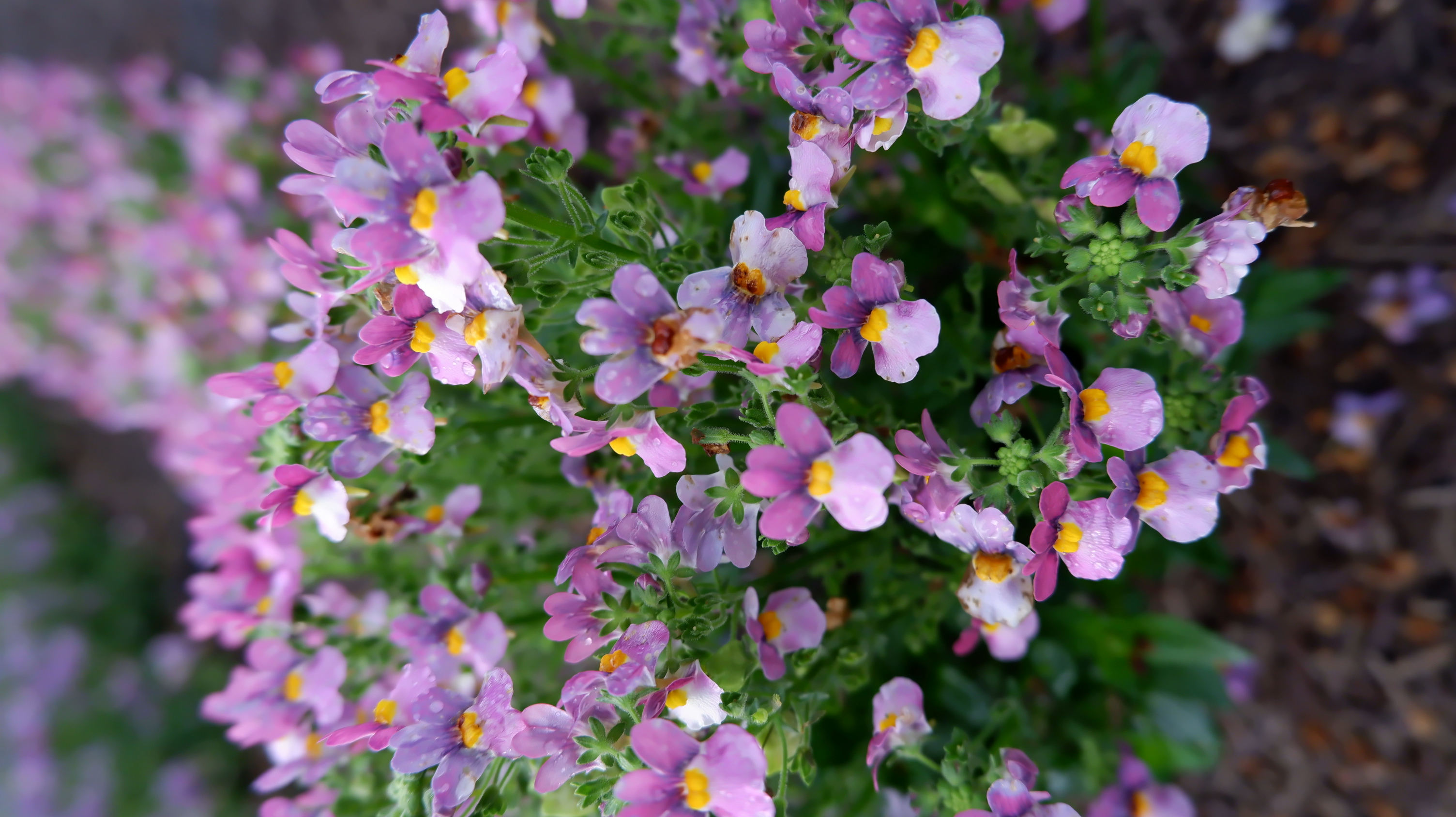 <i>Nemesia</i> 01963