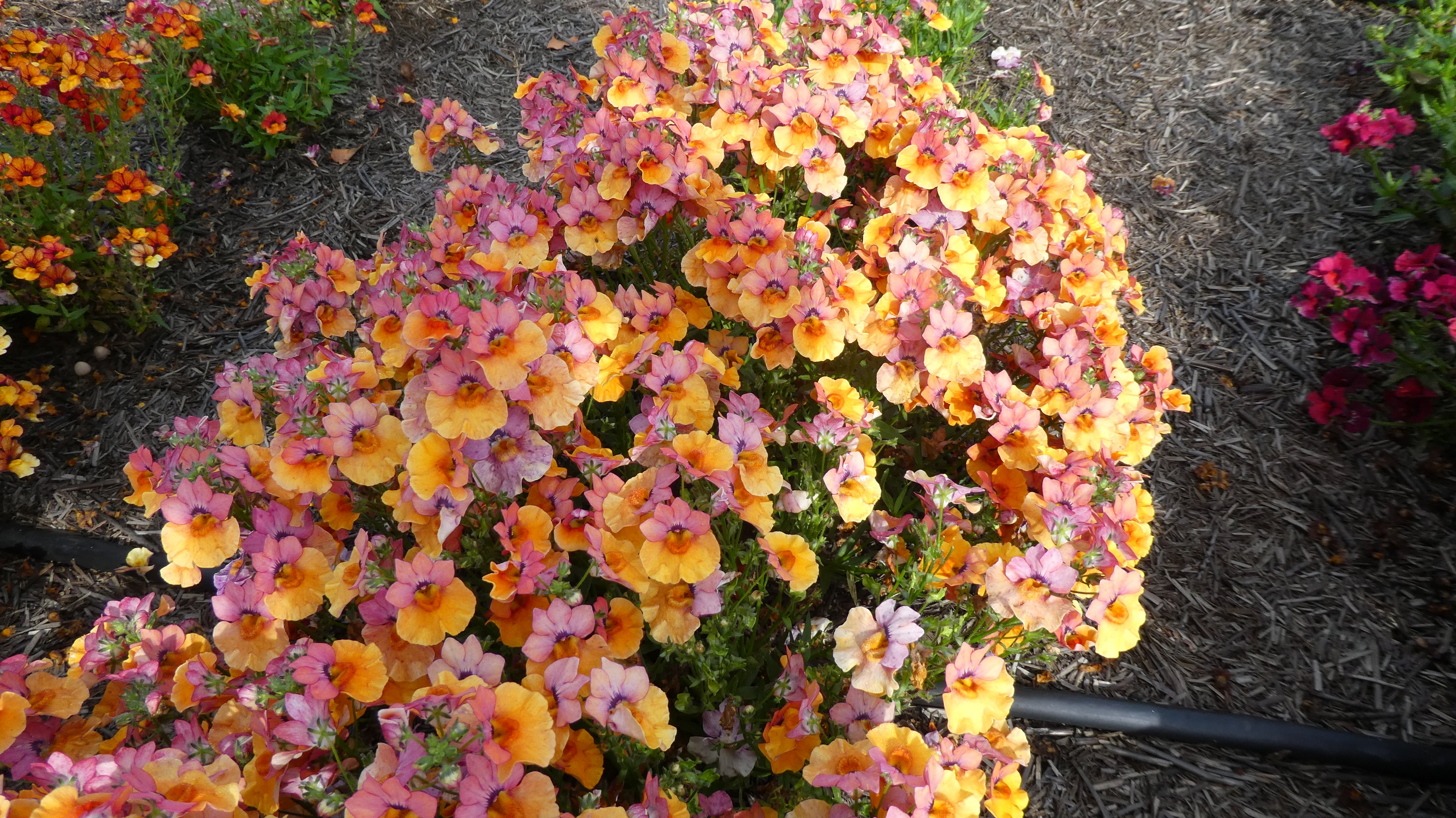 <i>Nemesia</i> [<span style="font-variant: small-caps;">Angelart Peach</span>] ('Kirine 12') (Angelart Series)