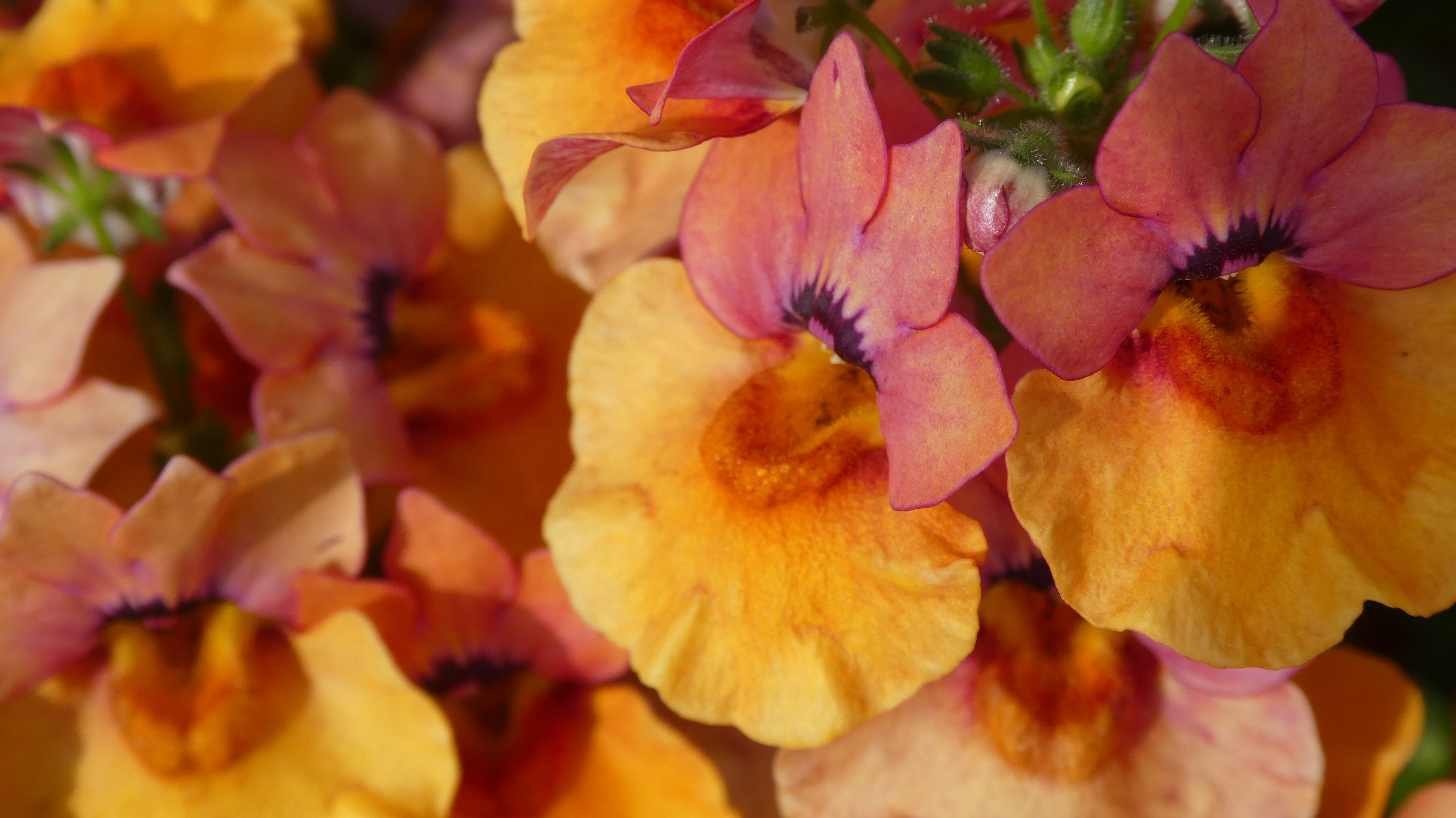 <i>Nemesia</i> [<span style="font-variant: small-caps;">Angelart Peach</span>] ('Kirine 12') (Angelart Series)