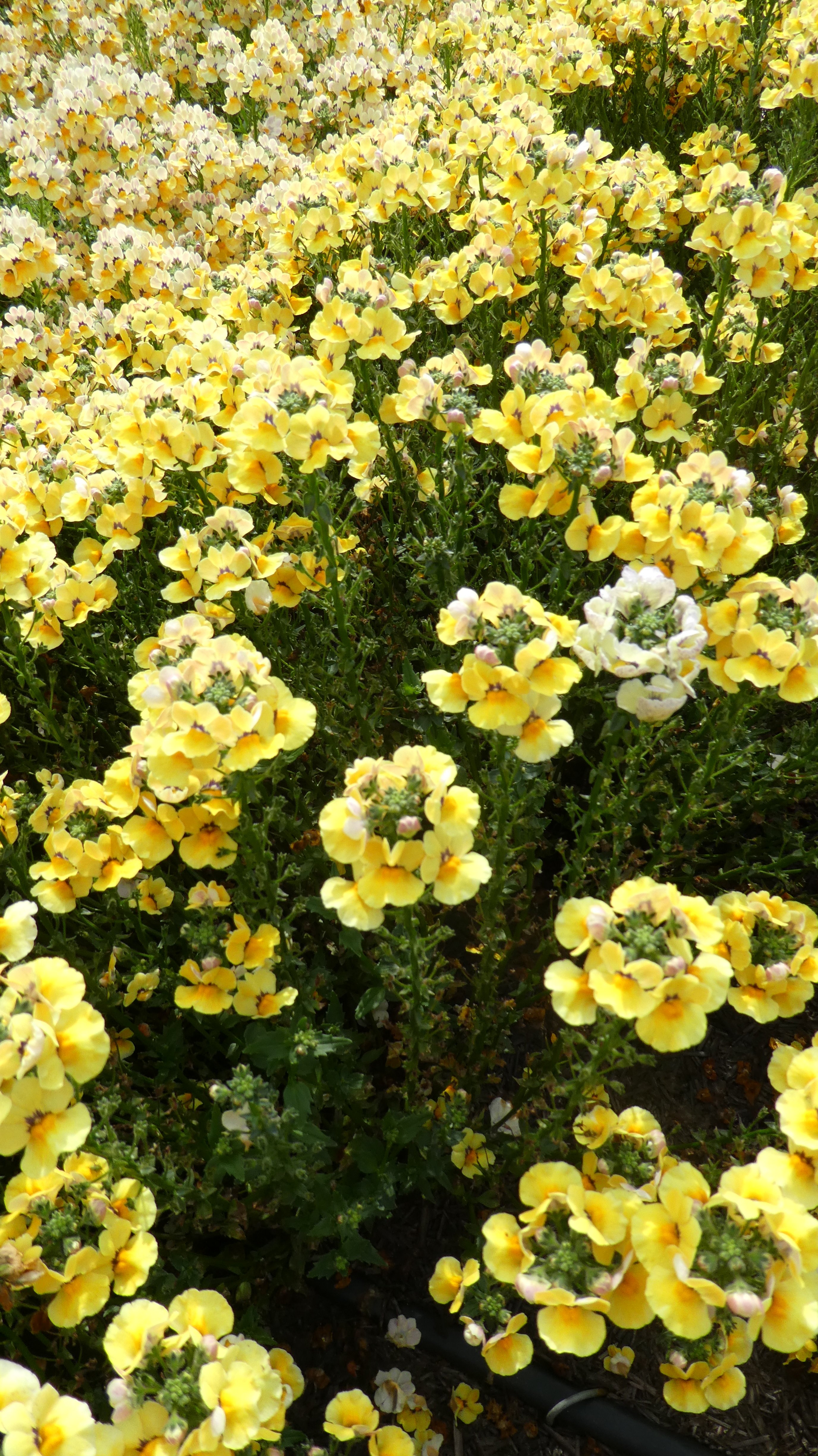 <i>Nemesia</i> [<span style="font-variant: small-caps;">Nesia Inca</span>] (Nesia Series)
