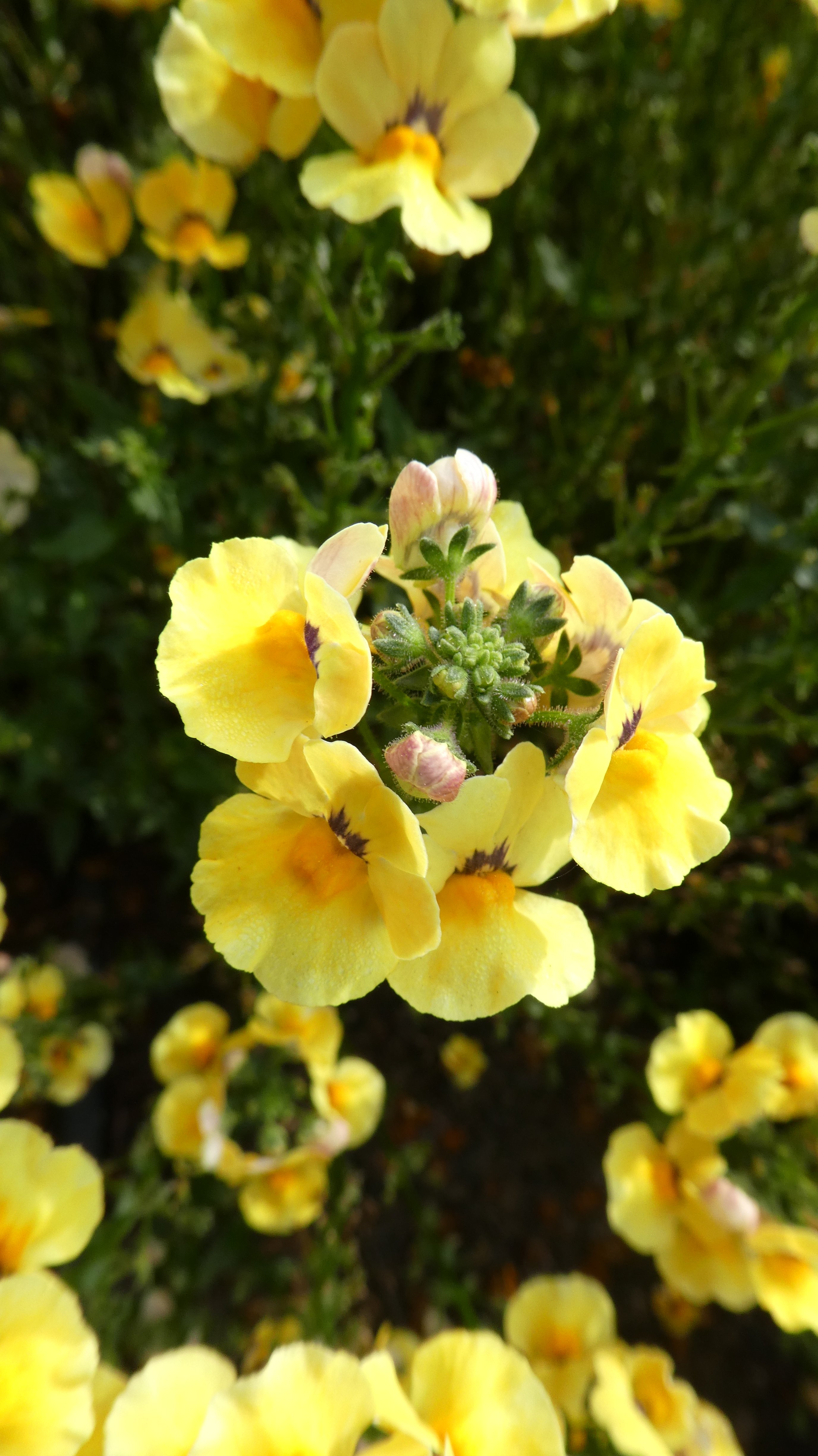 <i>Nemesia</i> [<span style="font-variant: small-caps;">Nesia Inca</span>] (Nesia Series)
