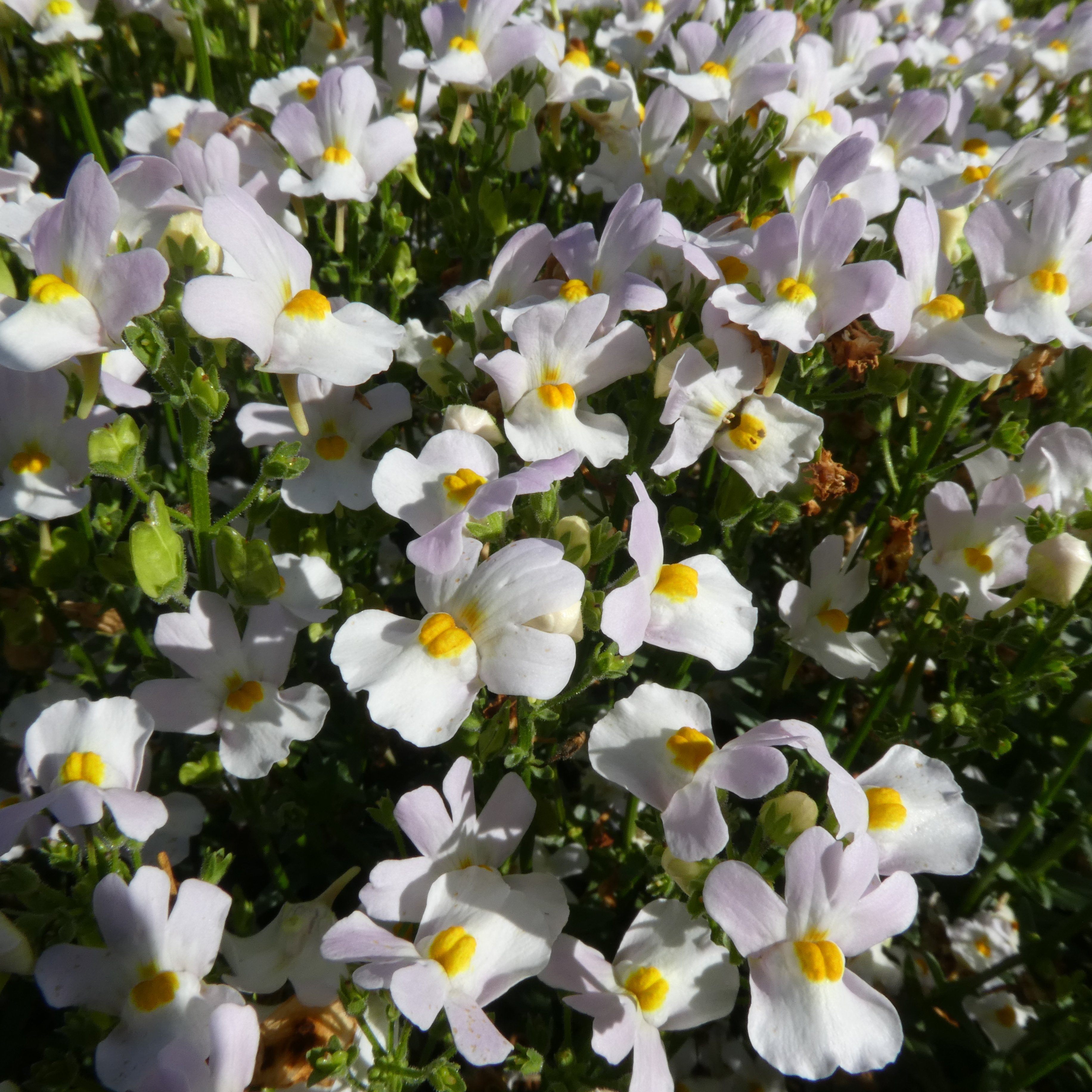 <i>Nemesia</i> 19-235-3