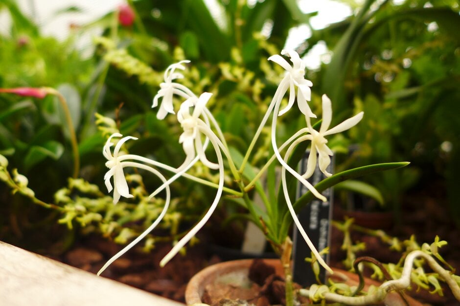 <i>Vanda</i> <i>falcata</i>