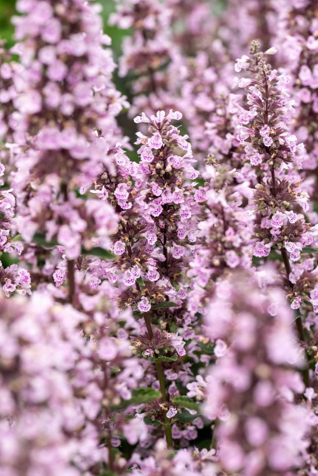 <i>Nepeta</i> <i>sibirica</i> 'Donepserwior'