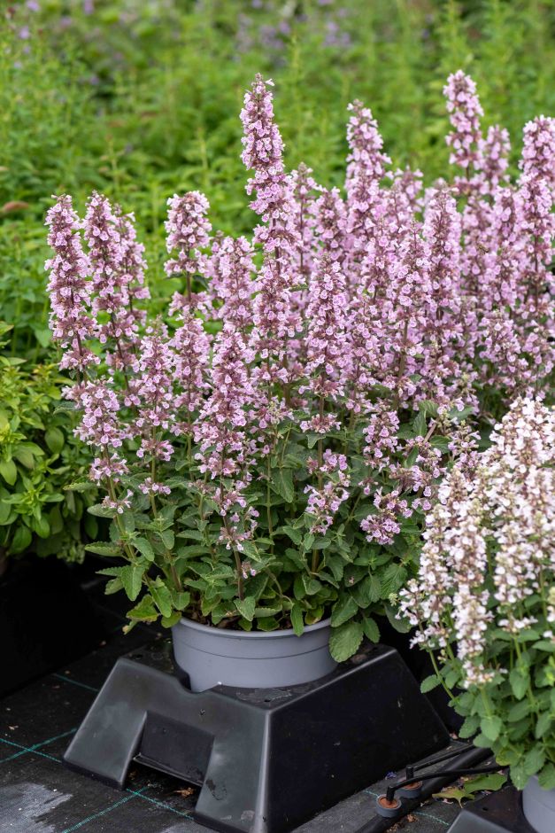 <i>Nepeta</i> <i>sibirica</i> 'Donepserwior'