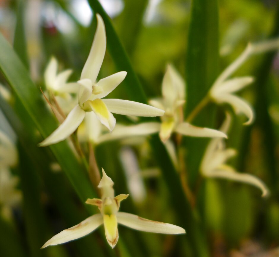 <i>Nidema</i> <i>boothii</i>