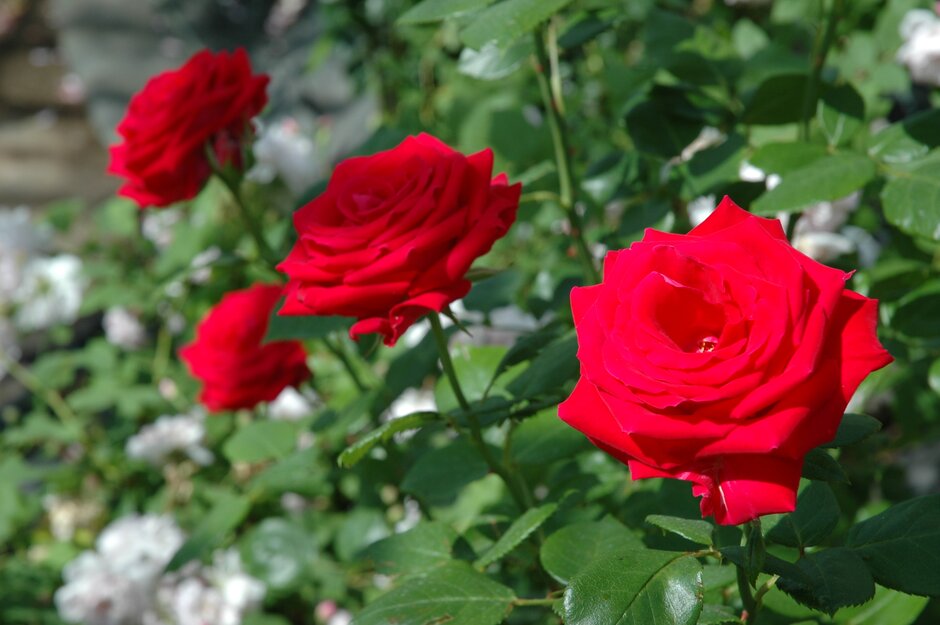 rose [Norwich Theatre Royal]