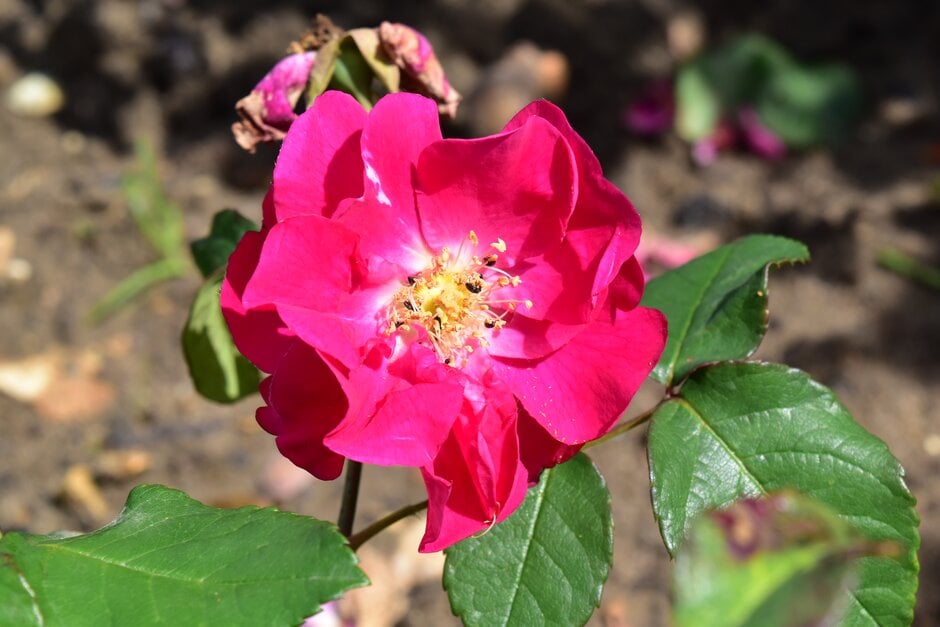 rose 'Nur Mahal'