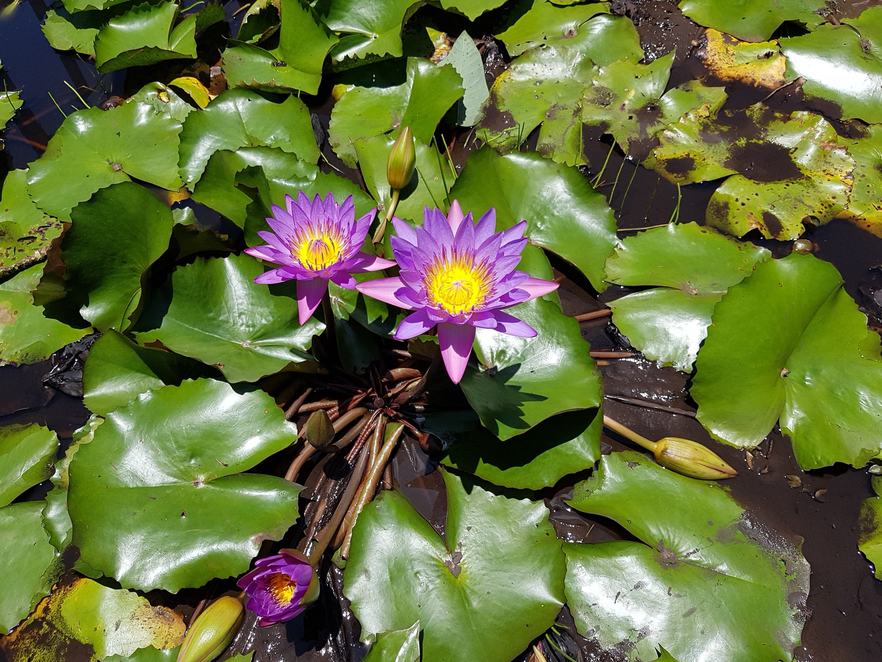 blue lotus