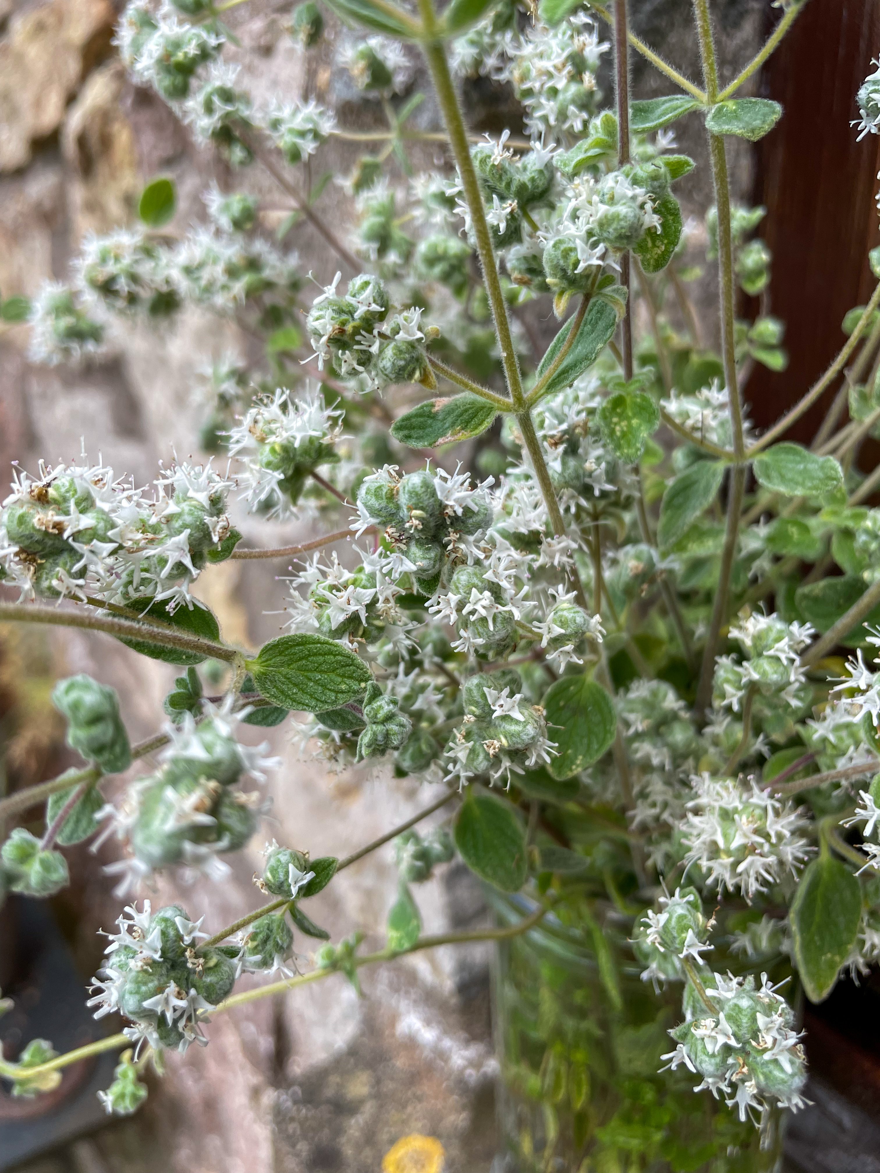 hyssop (of the Bible)