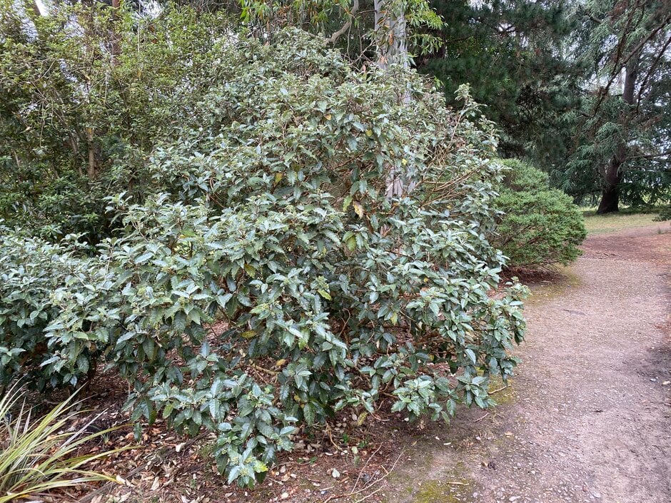New Zealand holly