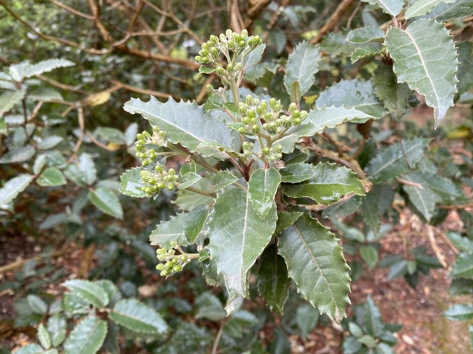 New Zealand holly