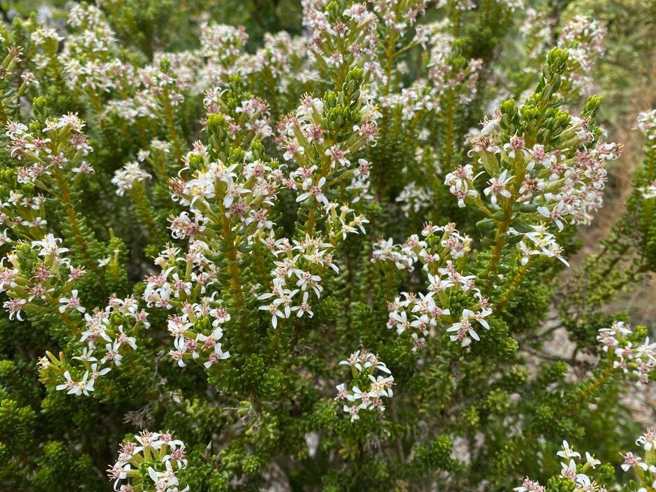 coin-leaved daisy bush